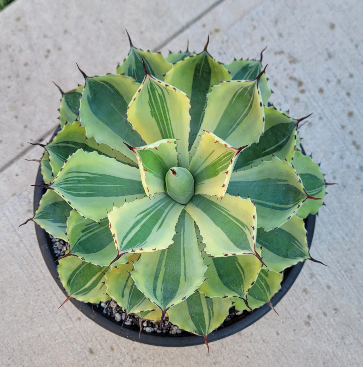 Agave Desert Diamond