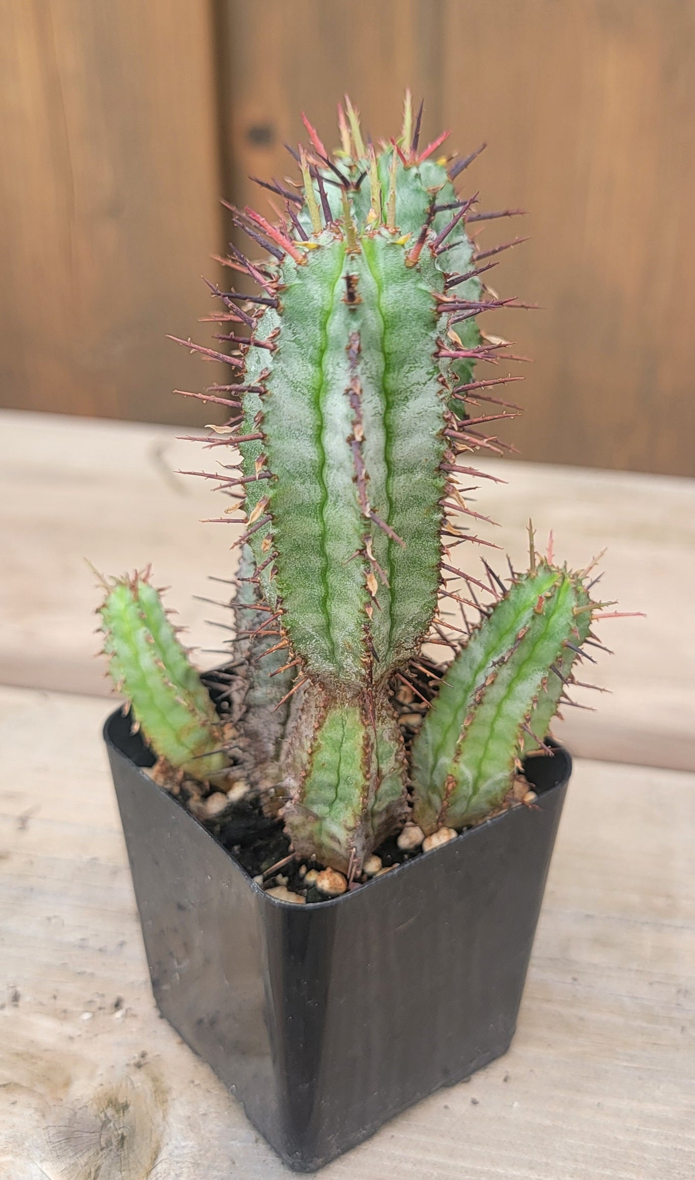 Euphorbia horrida