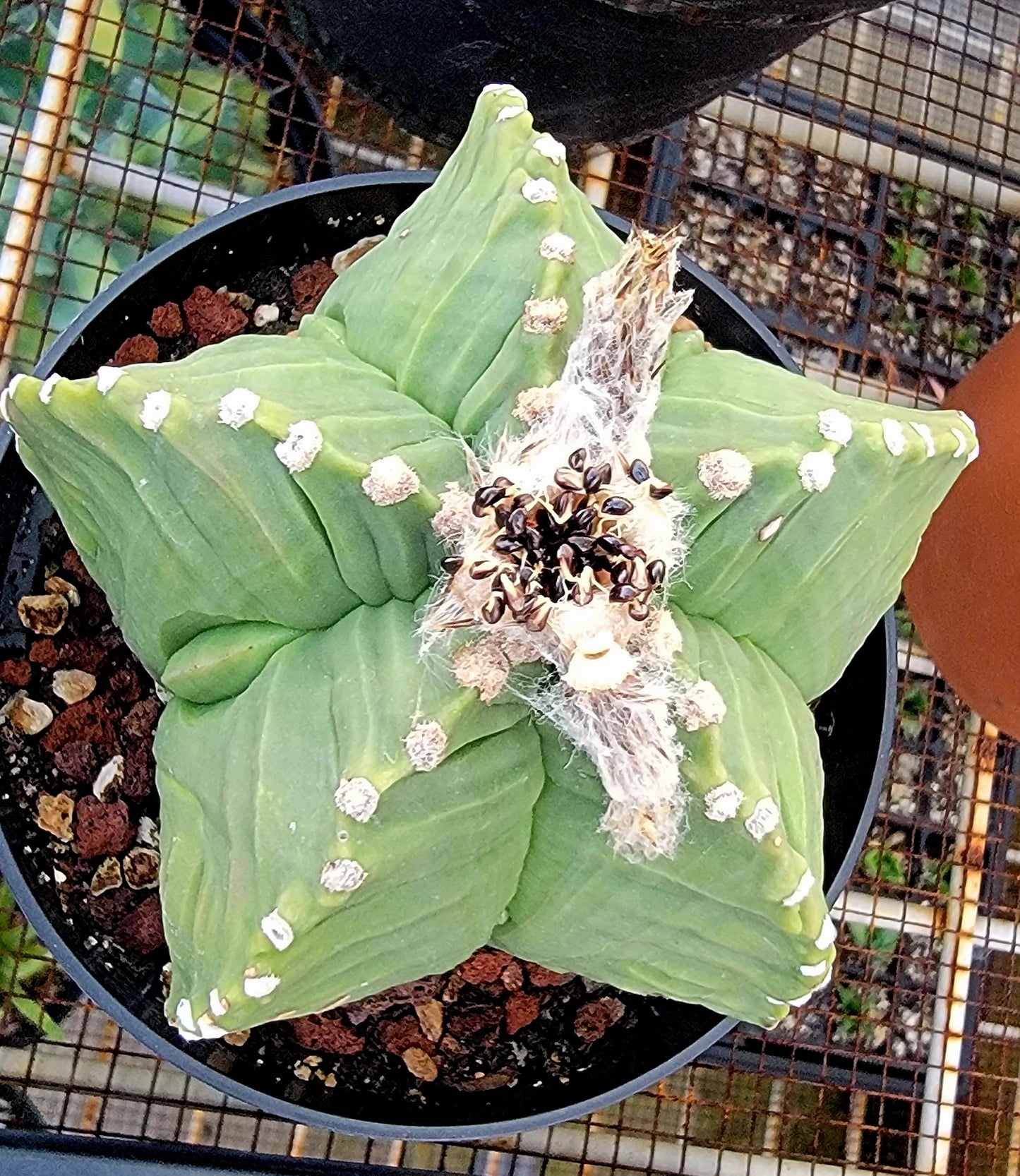 Astrophytum myriostigma cv.kikko nudum - (15 seeds)