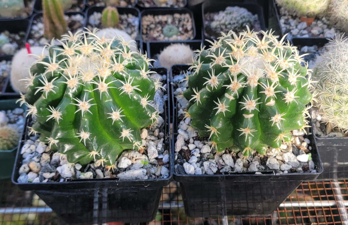 Echinocactus grusonii brevispinus (LIVE PLANT)