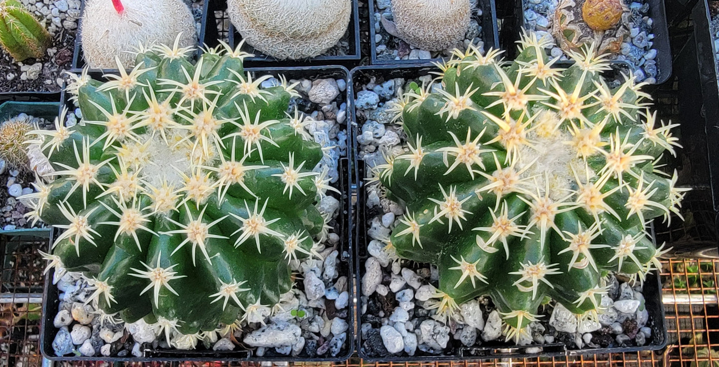 Echinocactus grusonii brevispinus (LIVE PLANT)