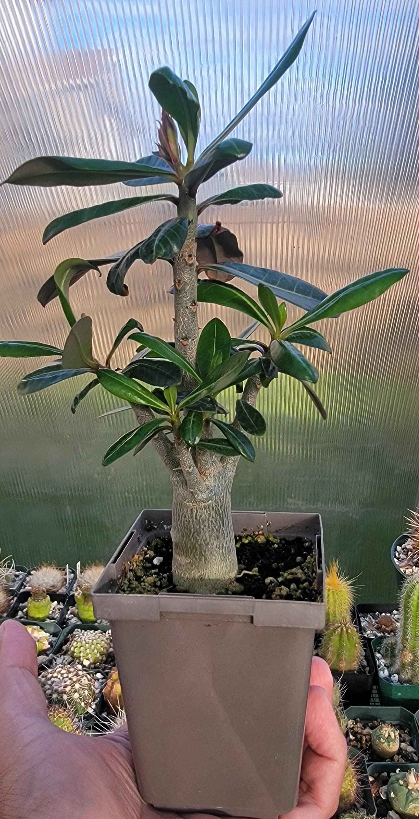 Adenium obesum | Desert rose (Live Plant)
