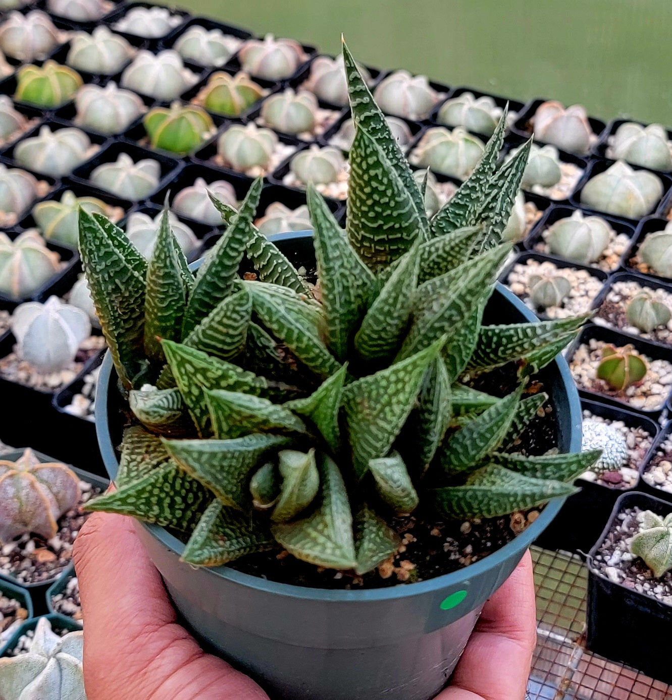 Haworthia limifolia|clumps