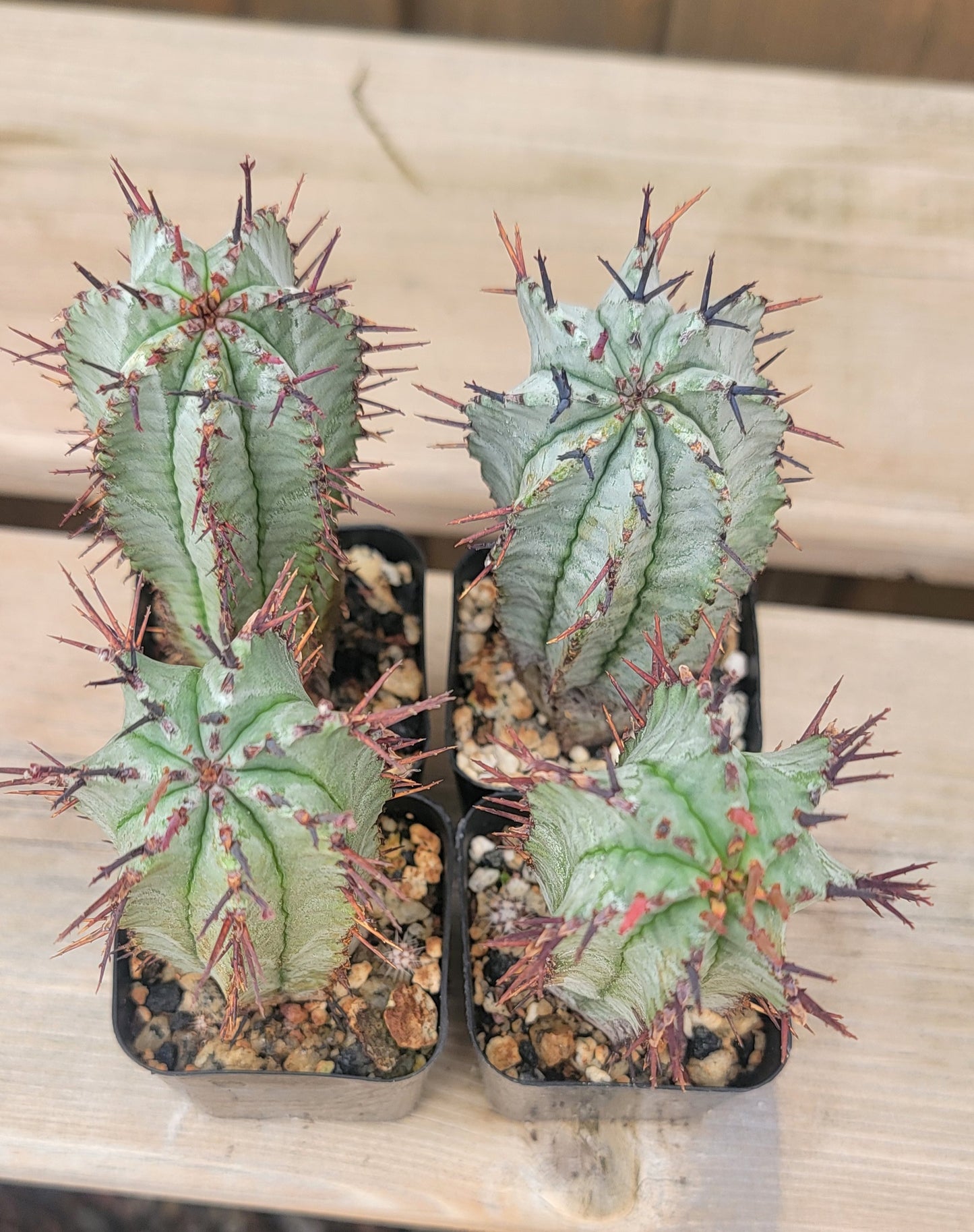Euphorbia horrida