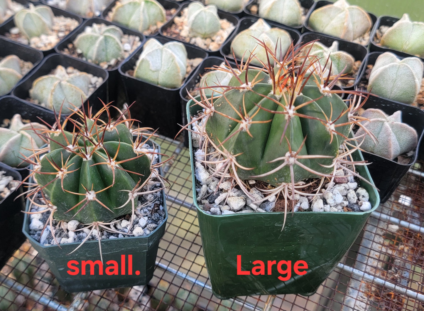 Melocactus concinnus (Live Plant)