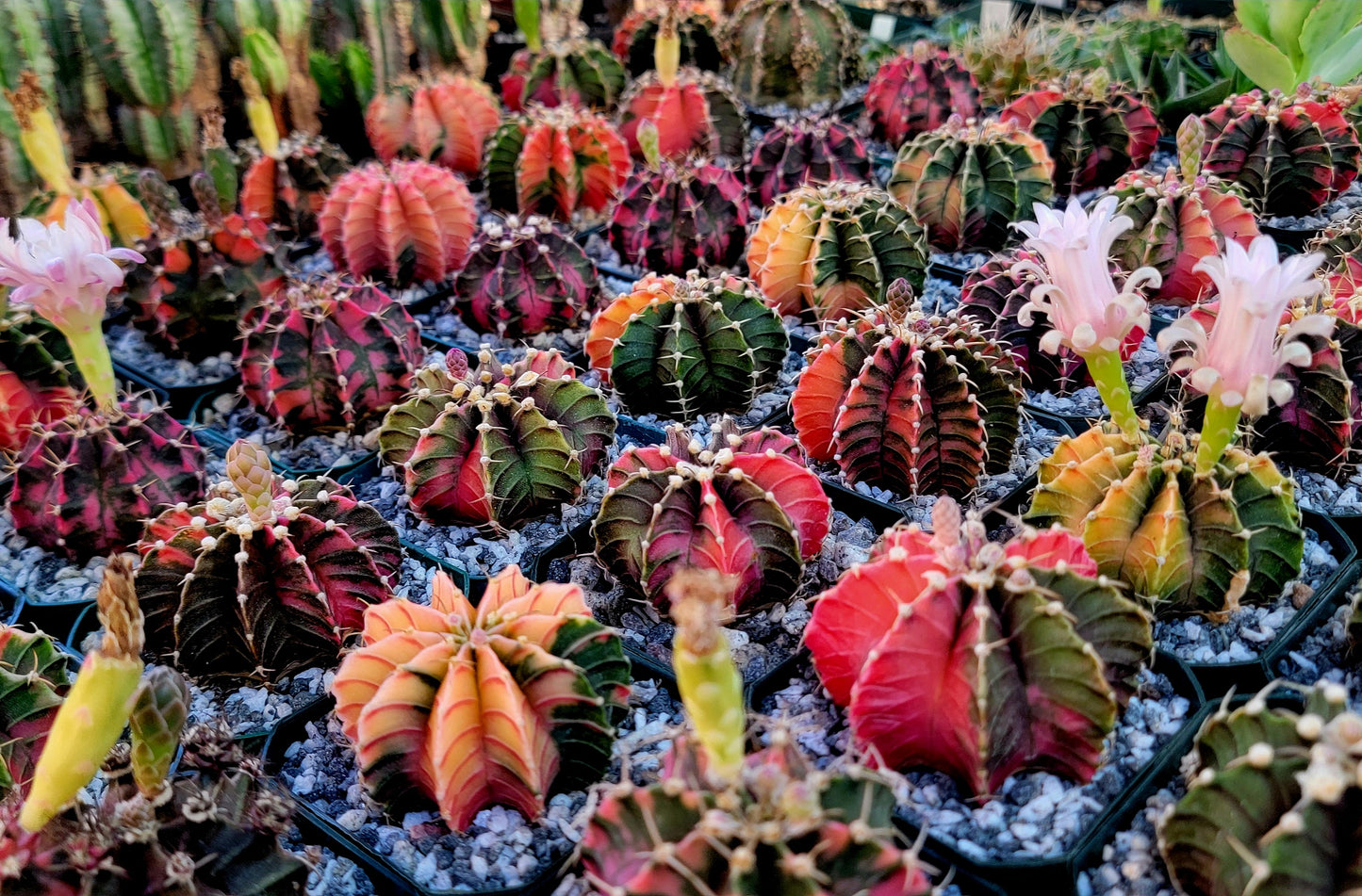 Gymnocalycium Mihanovichii varigata