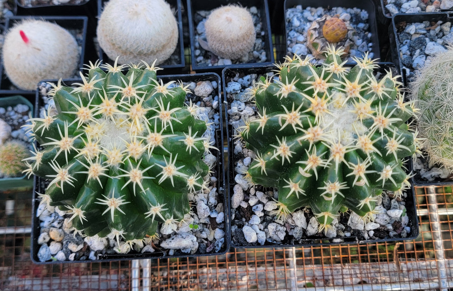 Echinocactus grusonii brevispinus (LIVE PLANT)