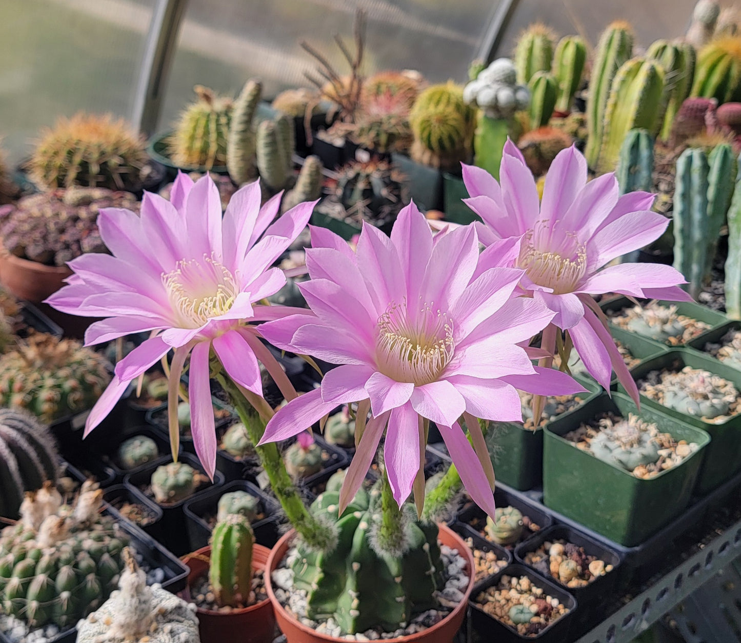 Echinopsis subdenudata | Domino Cactus (seeds)