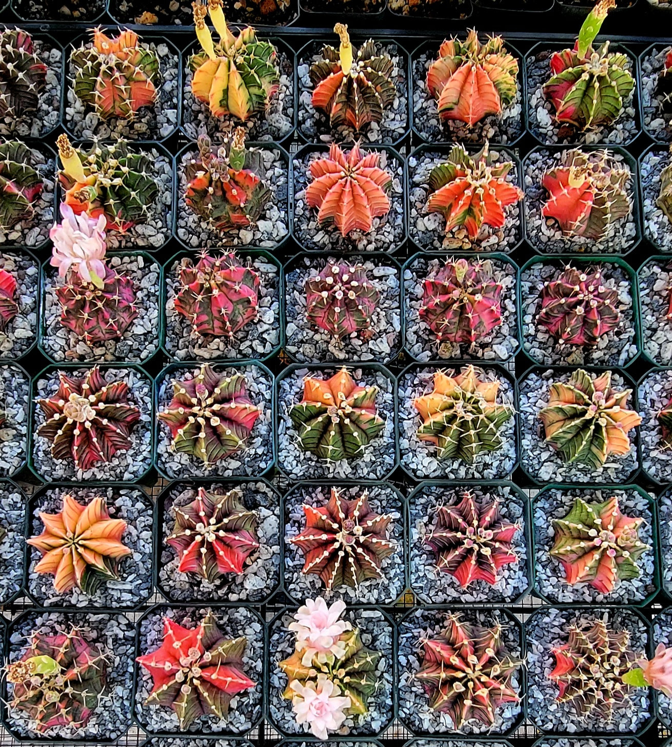 Gymnocalycium Mihanovichii varigata