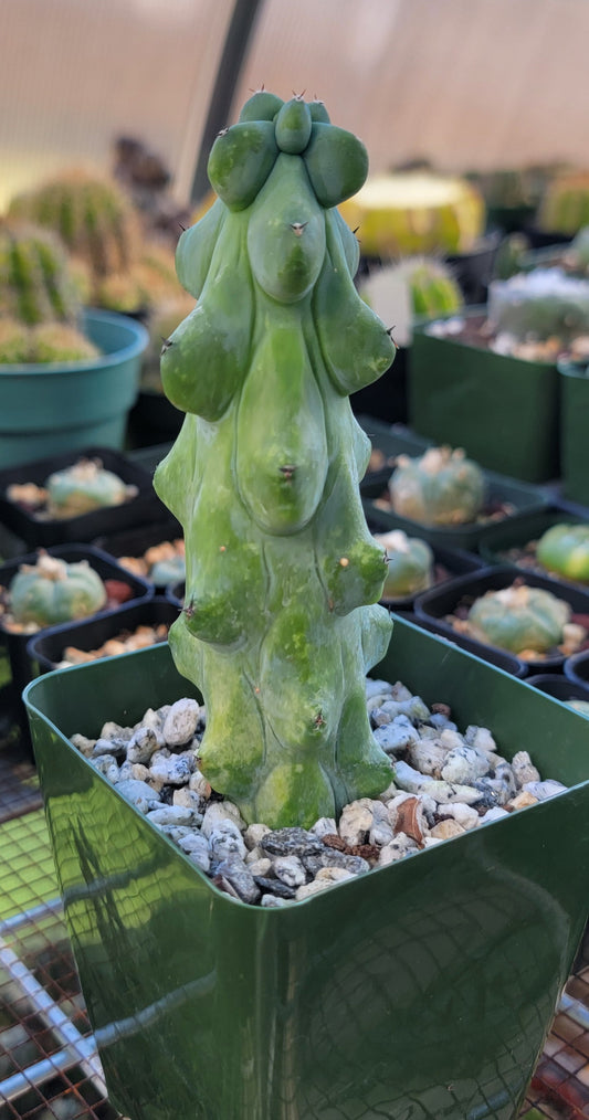 Myrtillocactus geometrizans cv. Fukurokuryuzinboku | Boobie Cactus