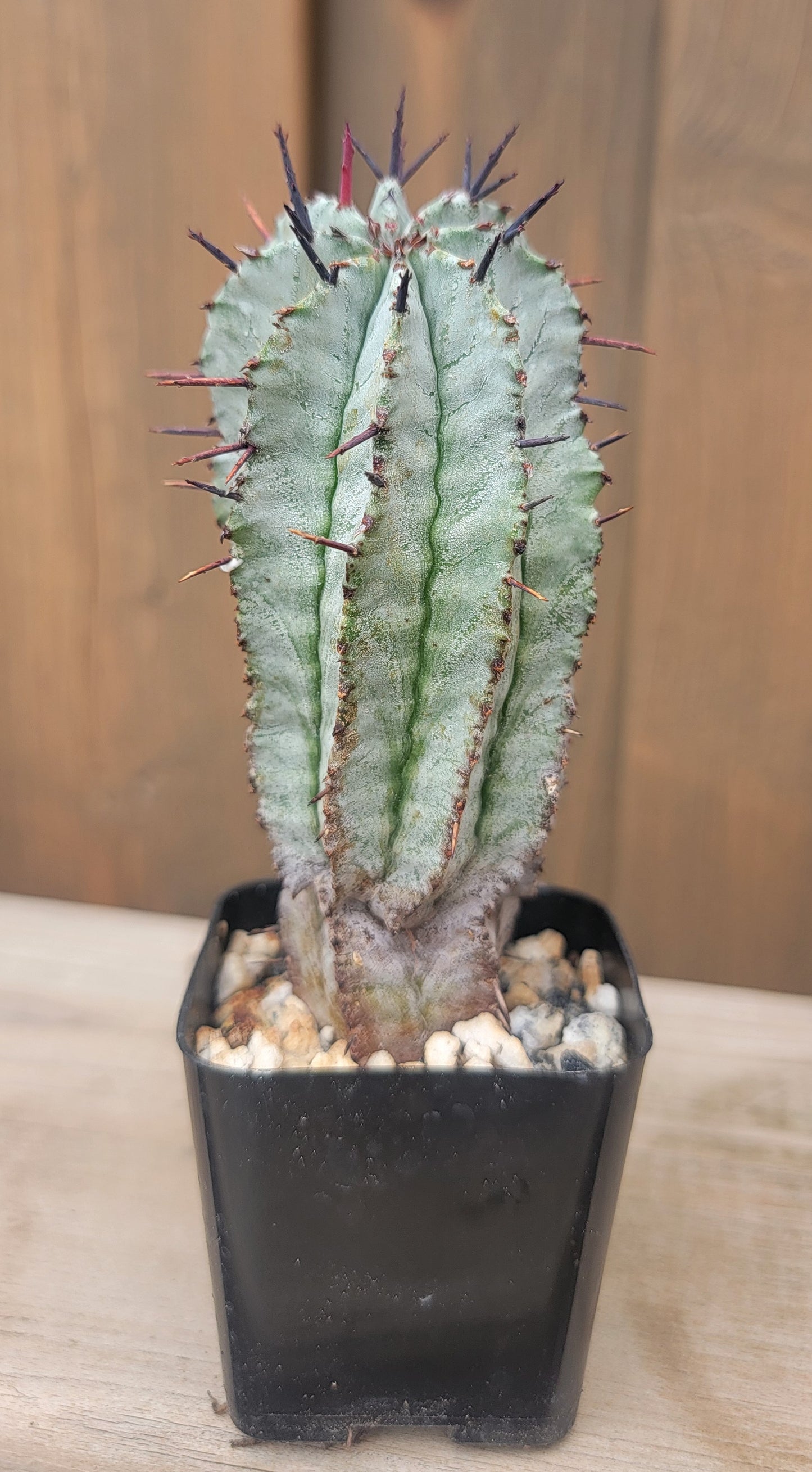 Euphorbia horrida