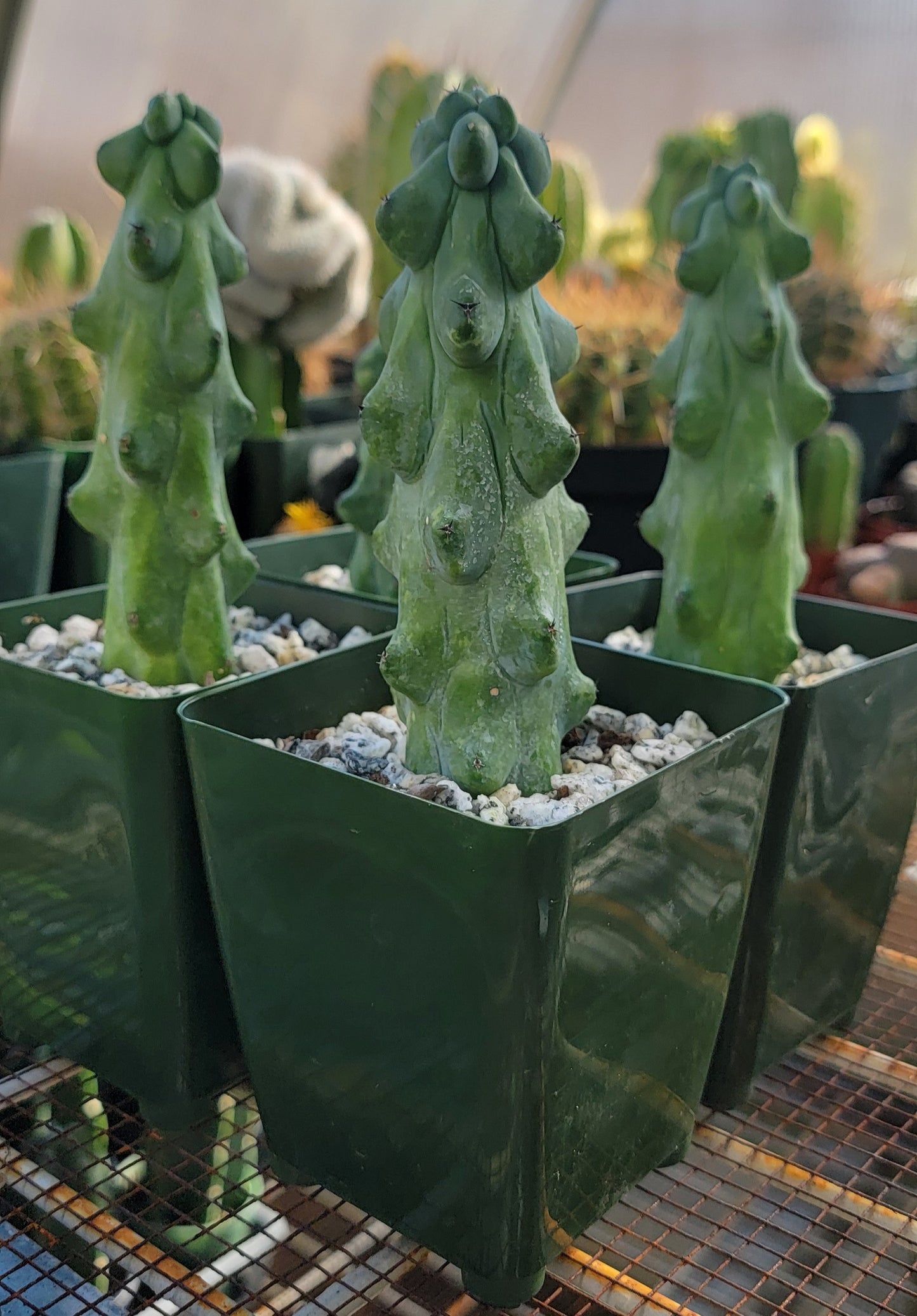 Myrtillocactus geometrizans cv. Fukurokuryuzinboku | Boobie Cactus