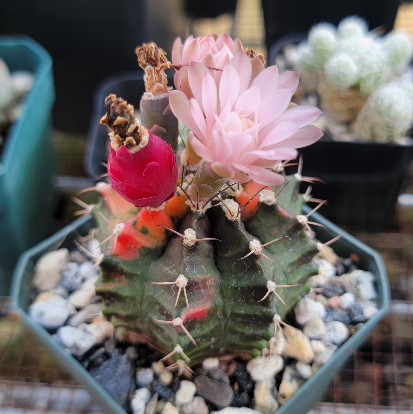 Gymnocalycium mihanovichii variegata (15 seeds)