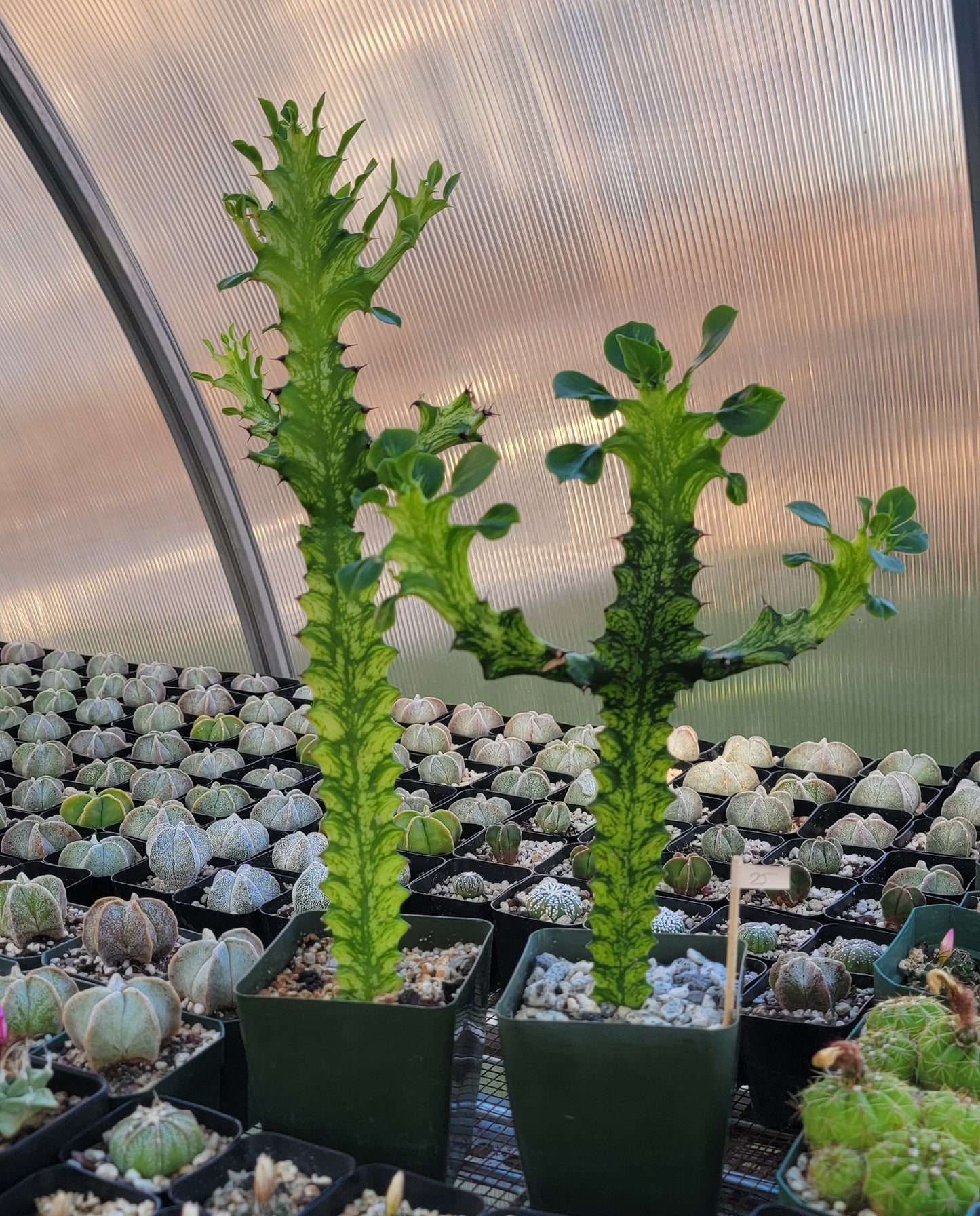 Euphorbia laceii variegated