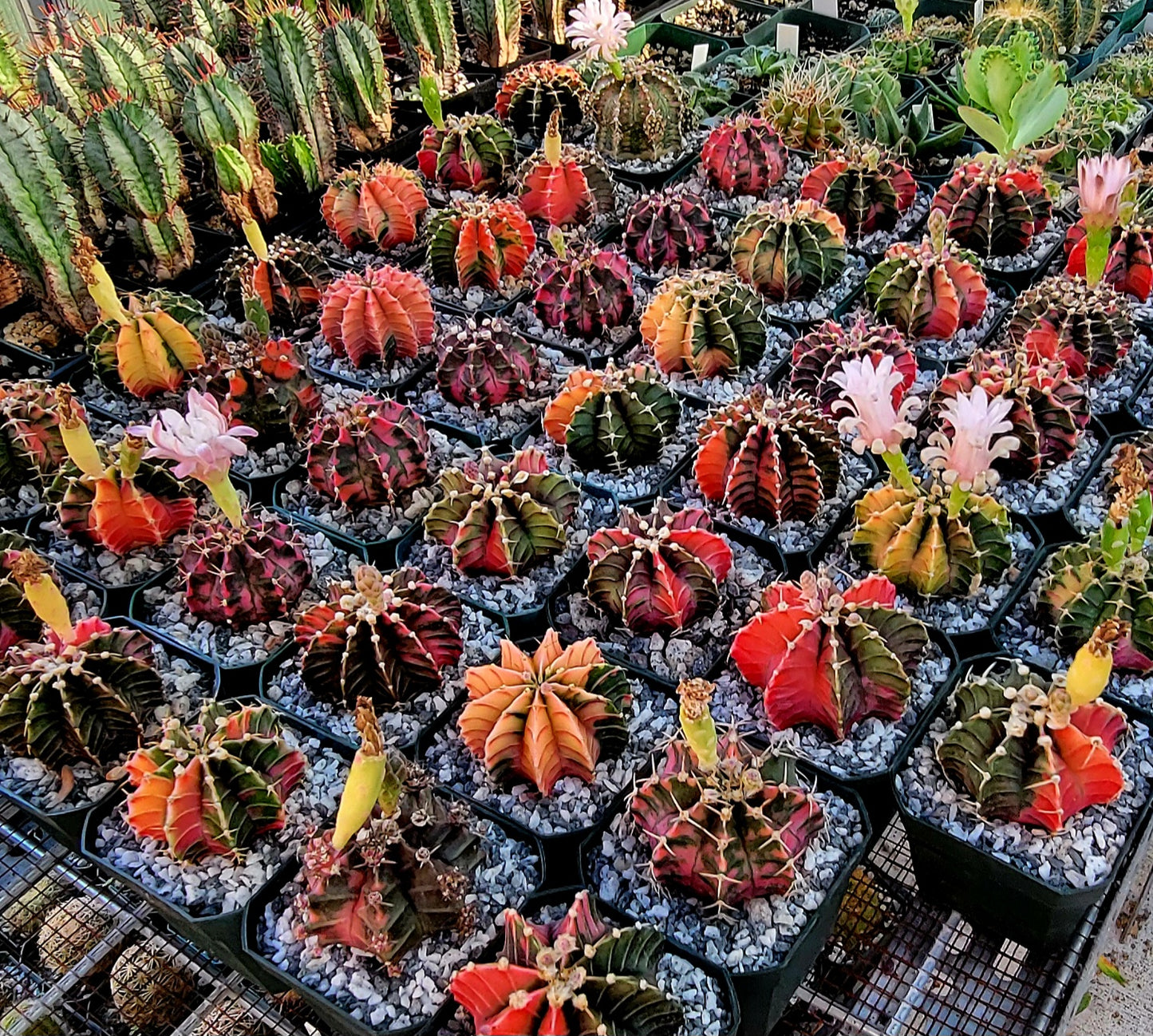 Gymnocalycium Mihanovichii varigata