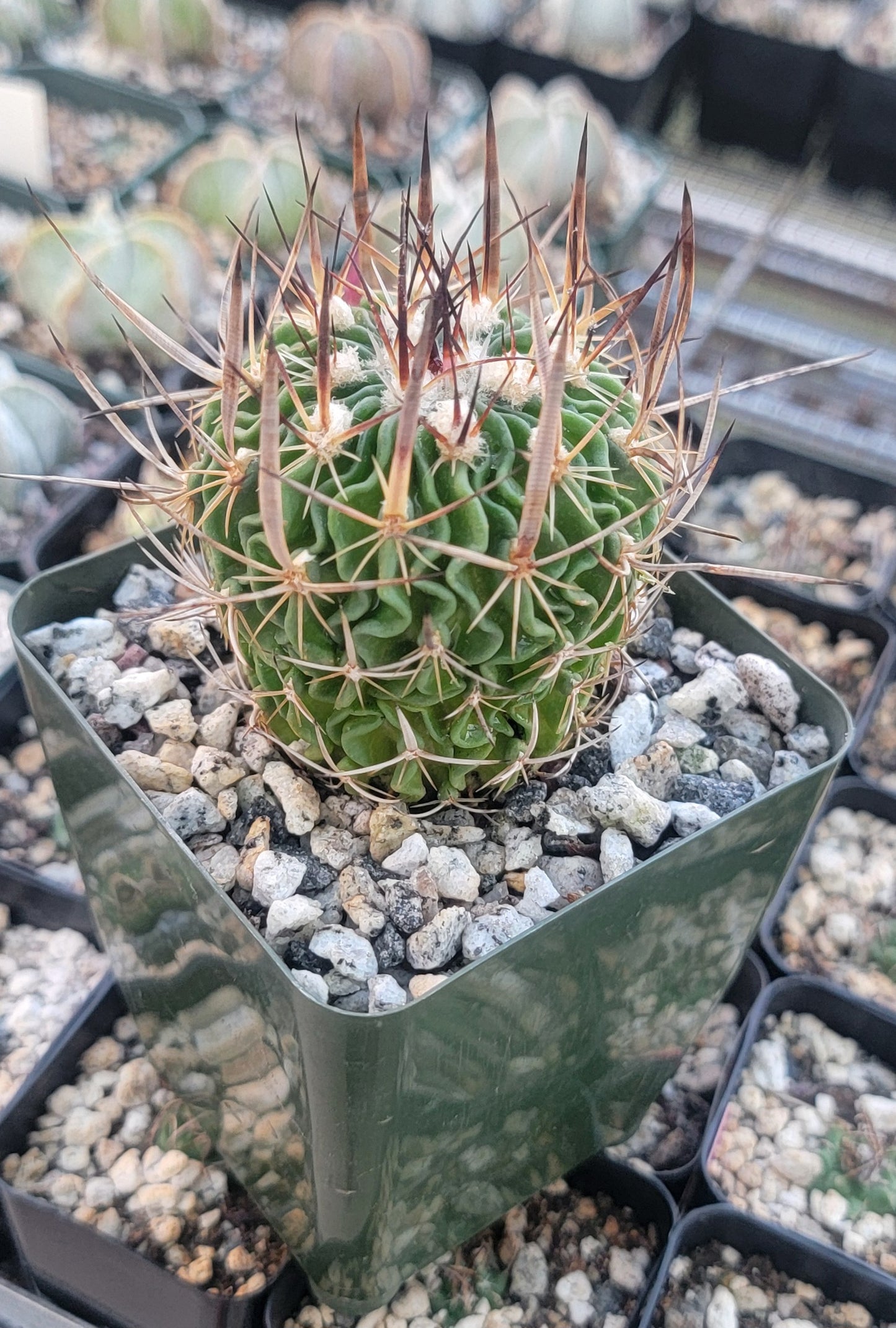 Echinofossulocactus crispatus (Live plant)