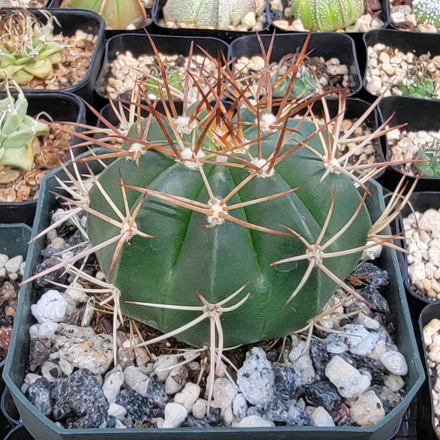 Melocactus concinnus (Live Plant)