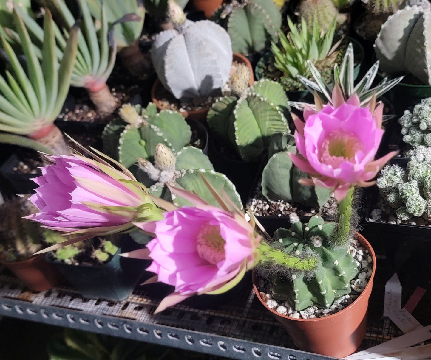 Echinopsis subdenudata | Domino Cactus (seeds)