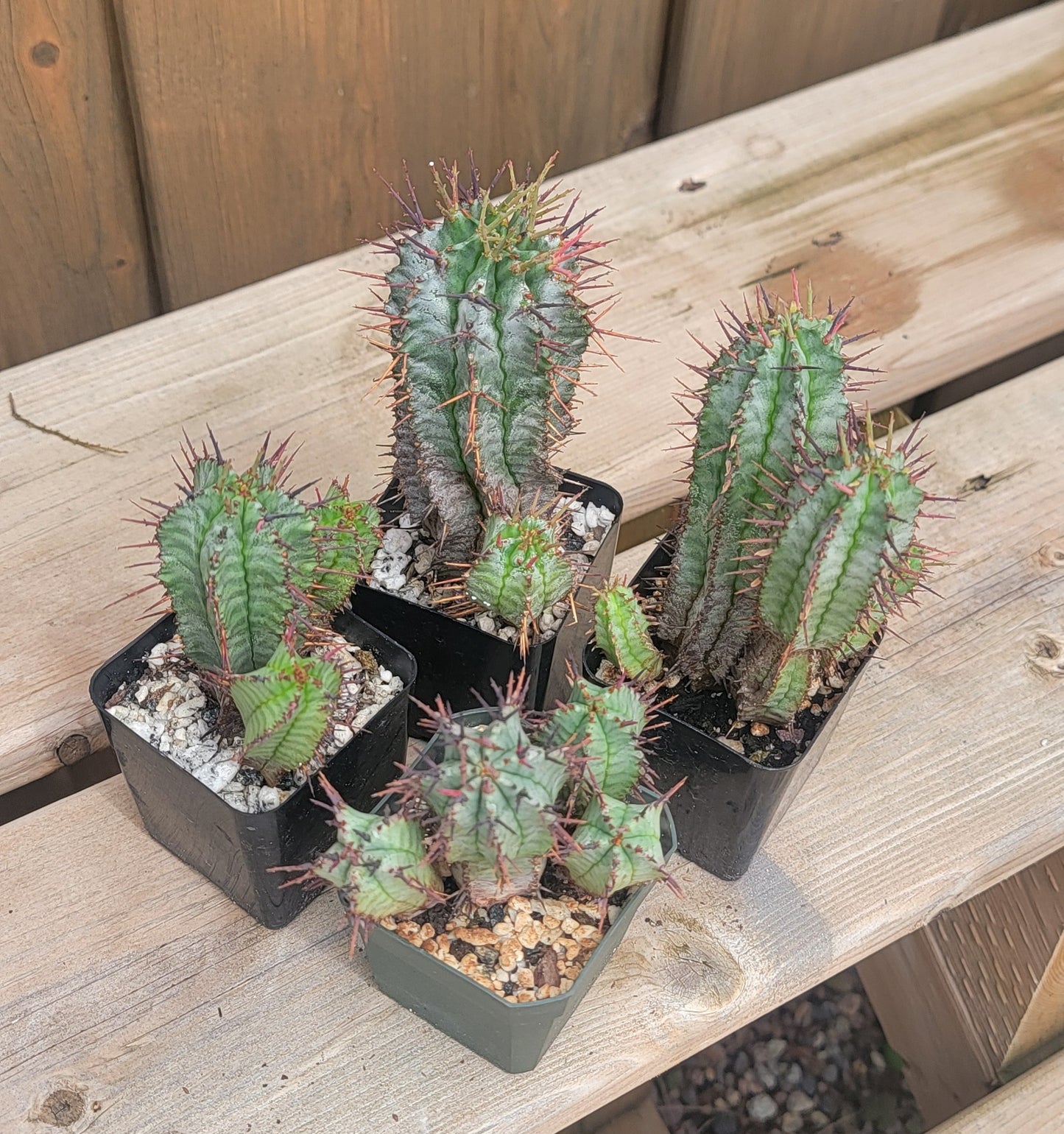 Euphorbia horrida