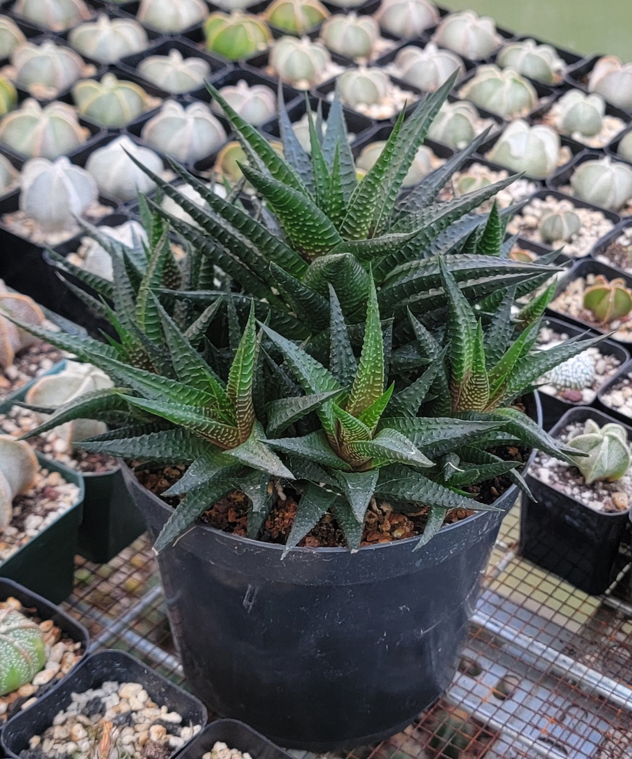 Haworthia limifolia|clumps