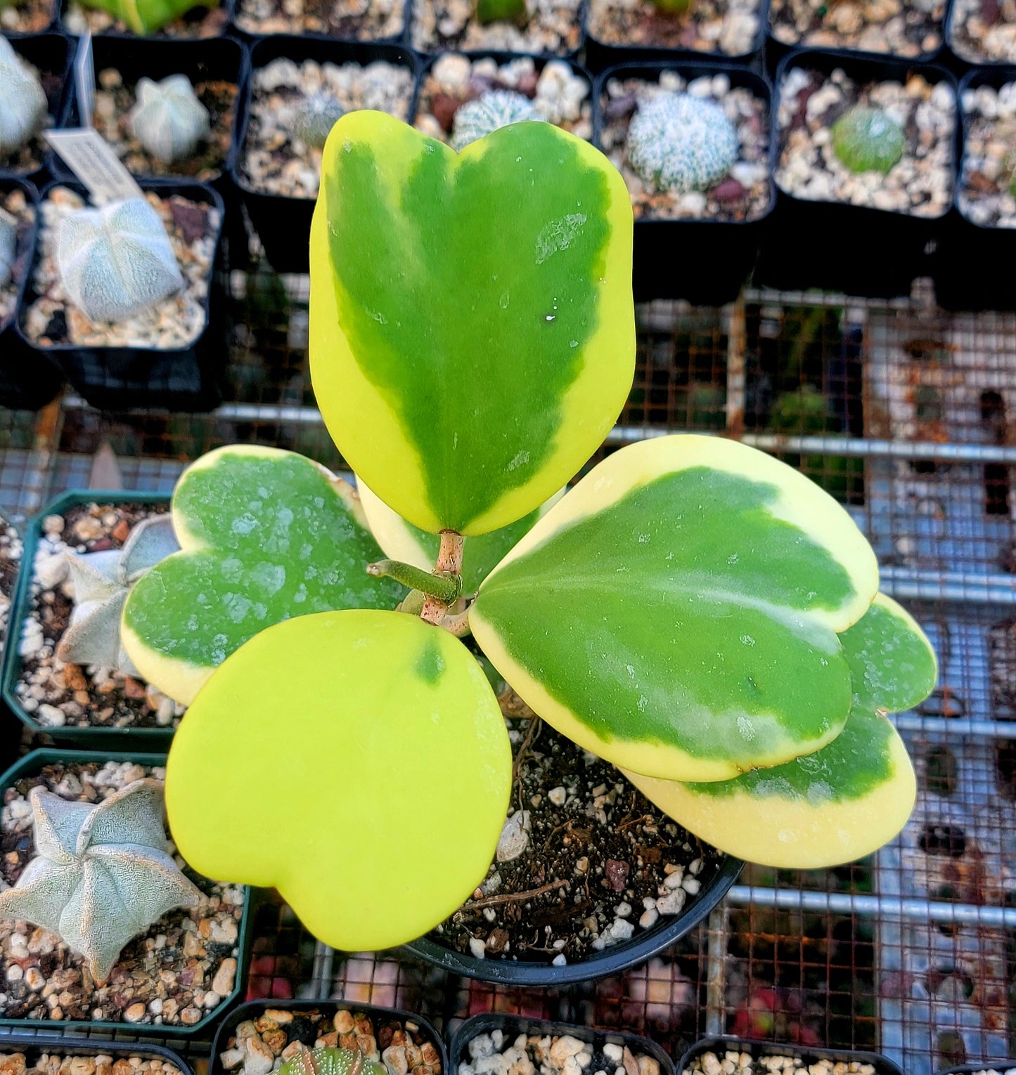 Hoya Kerrii Variegata | Live plant