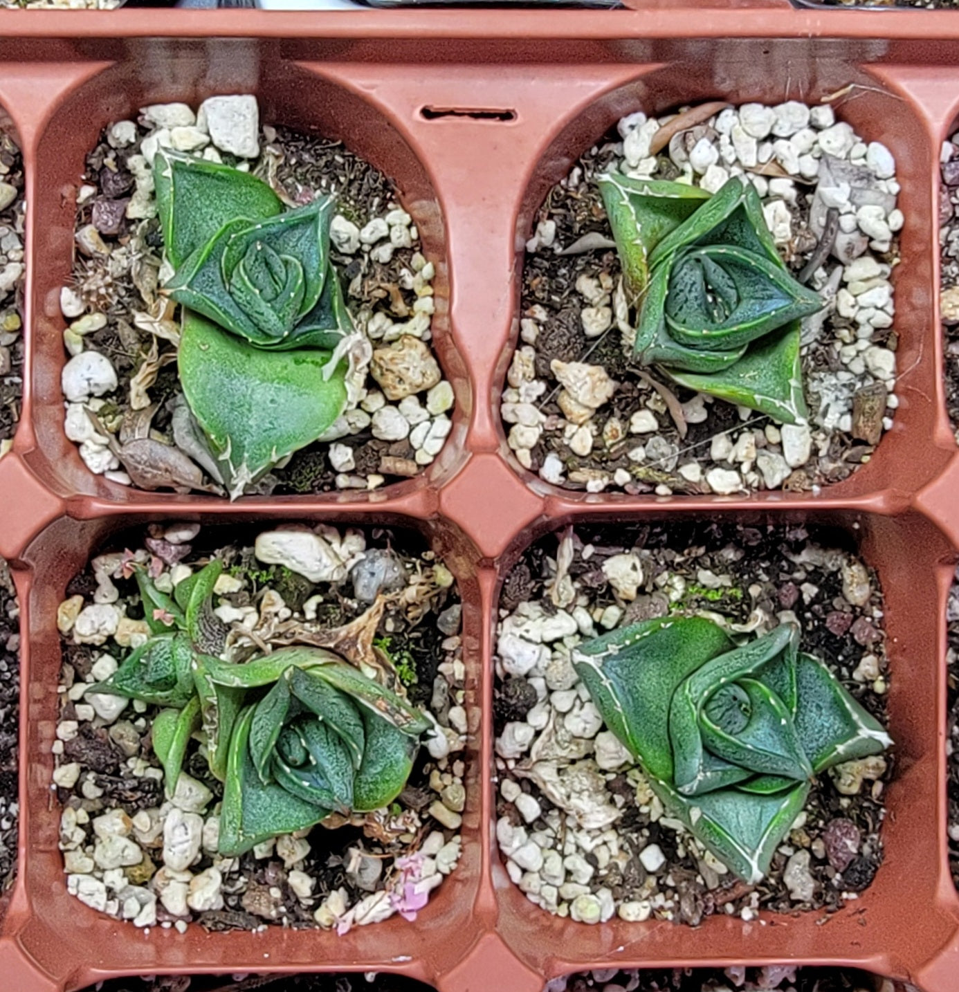 Agave Pulmia (Live Plant)
