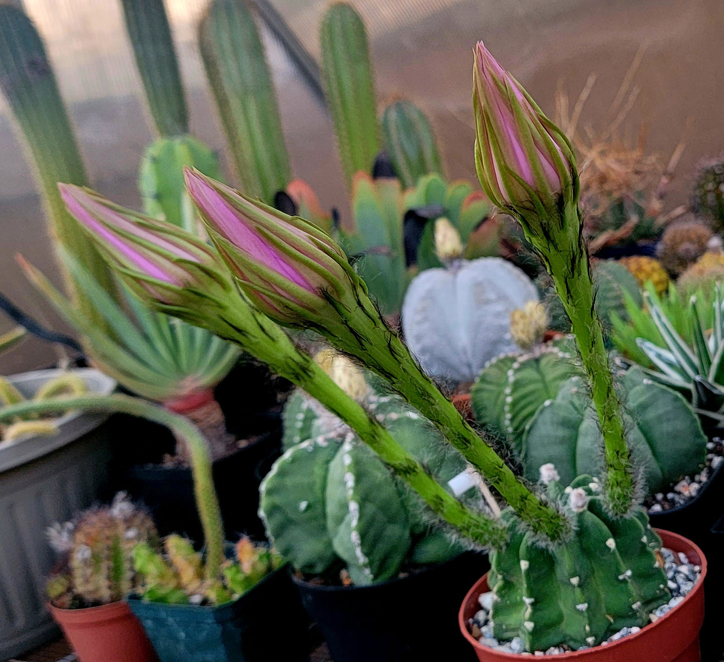 Echinopsis subdenudata | Domino Cactus (seeds)