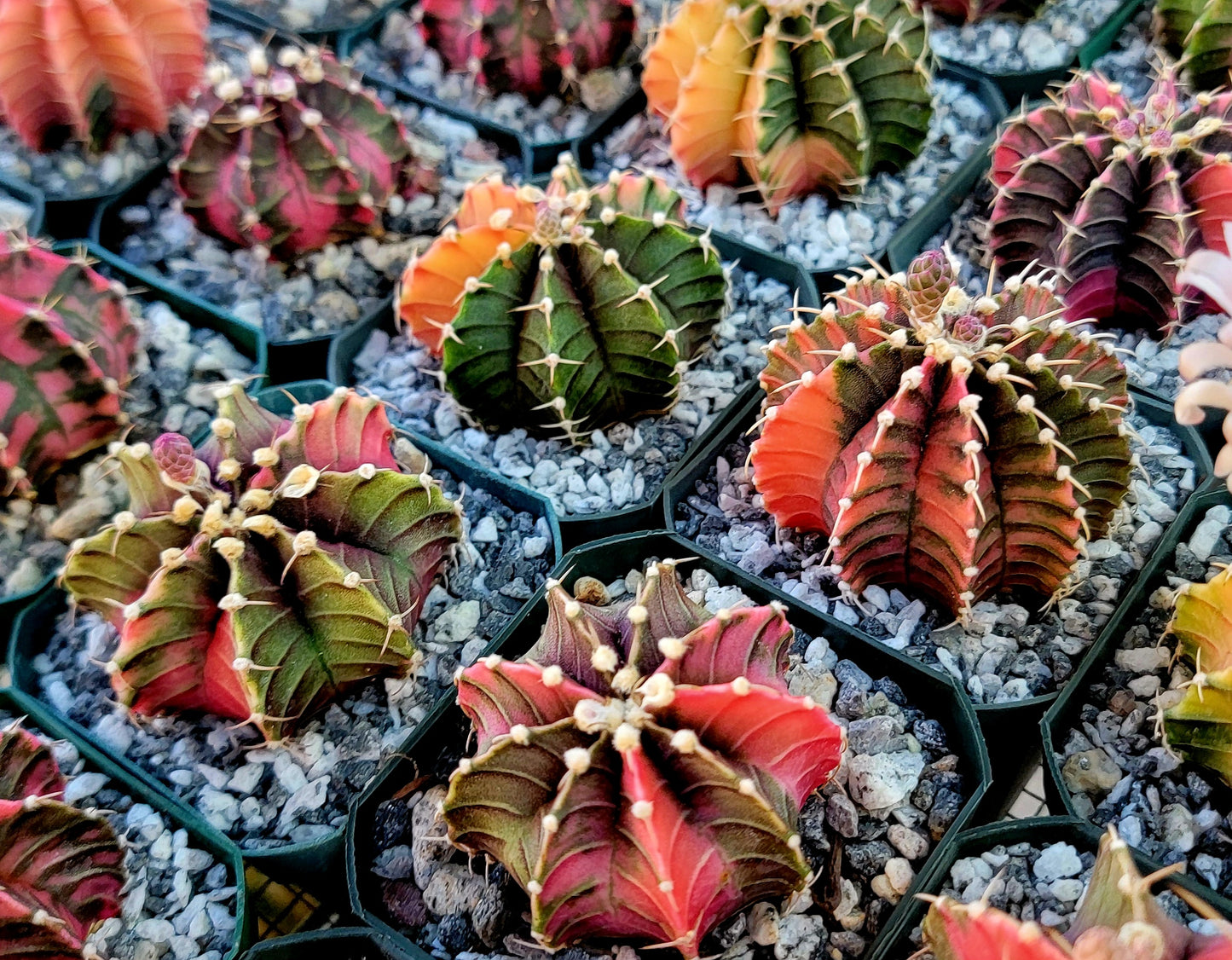 Gymnocalycium Mihanovichii varigata