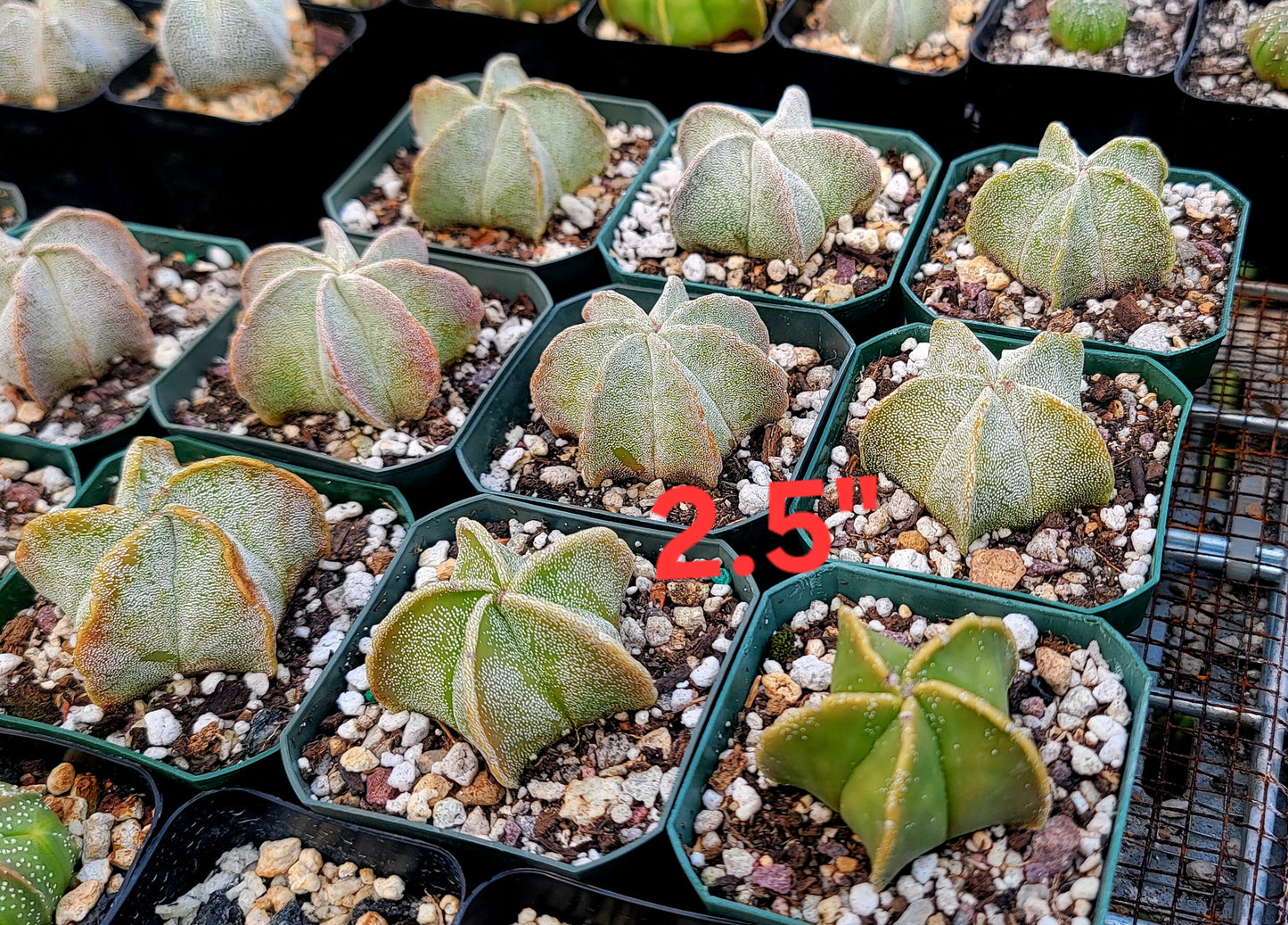 Astrophytum myriostigma