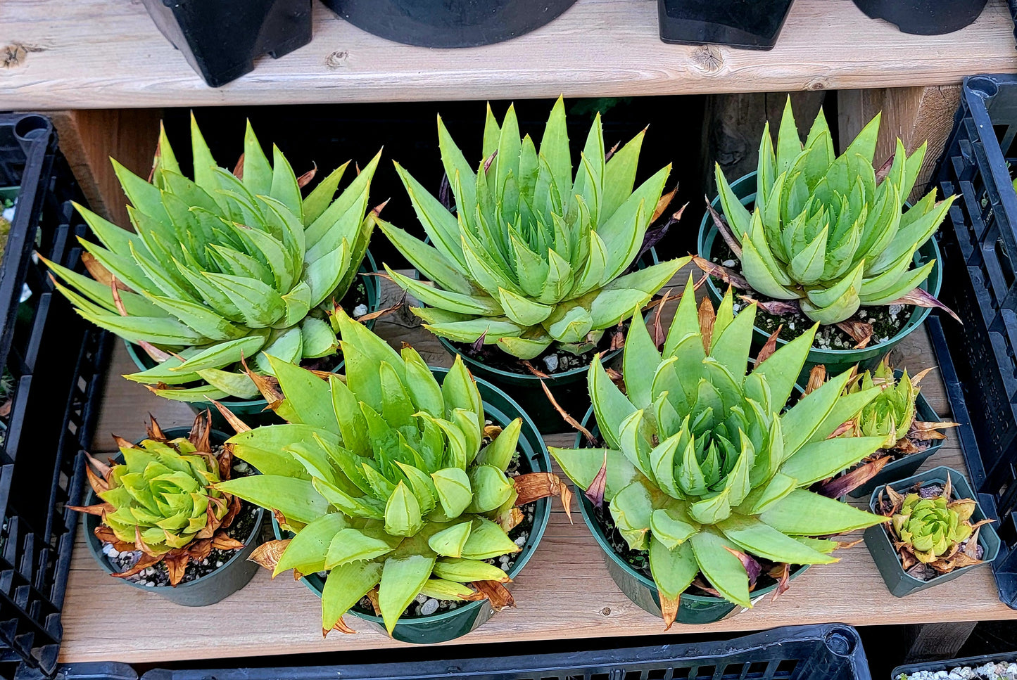 Aloe polyphylla | Spiral Aloe