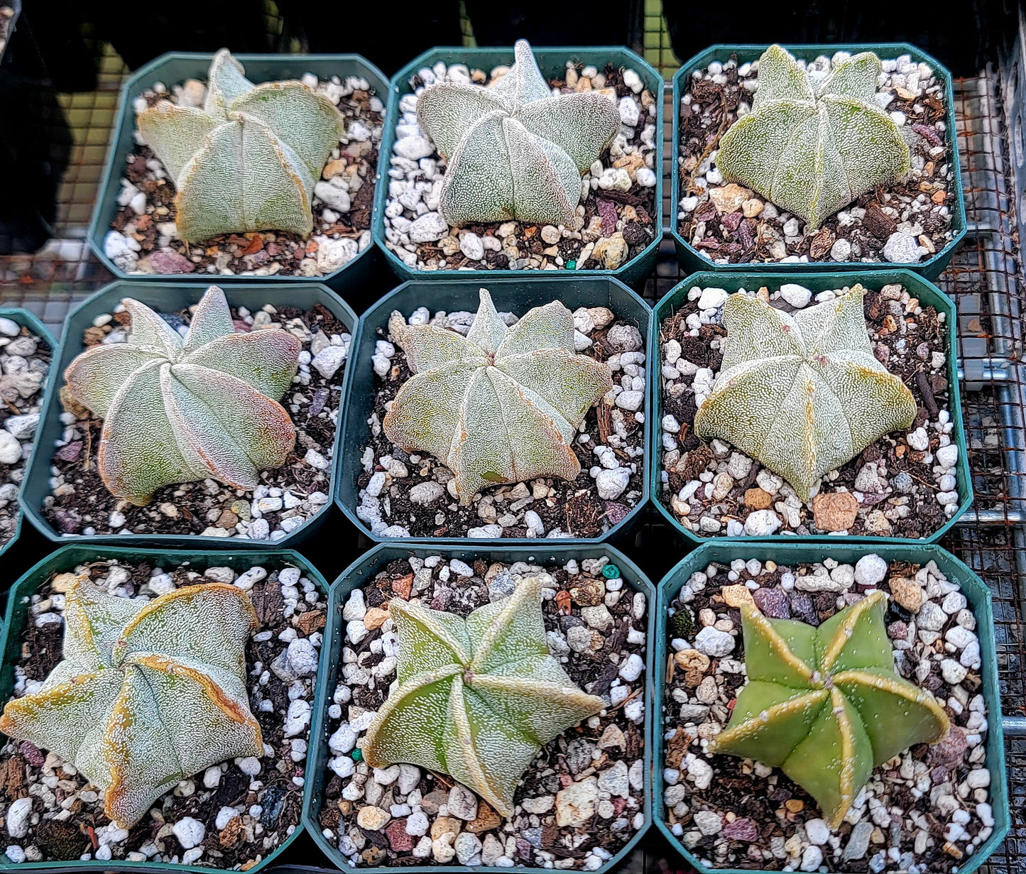 Astrophytum myriostigma