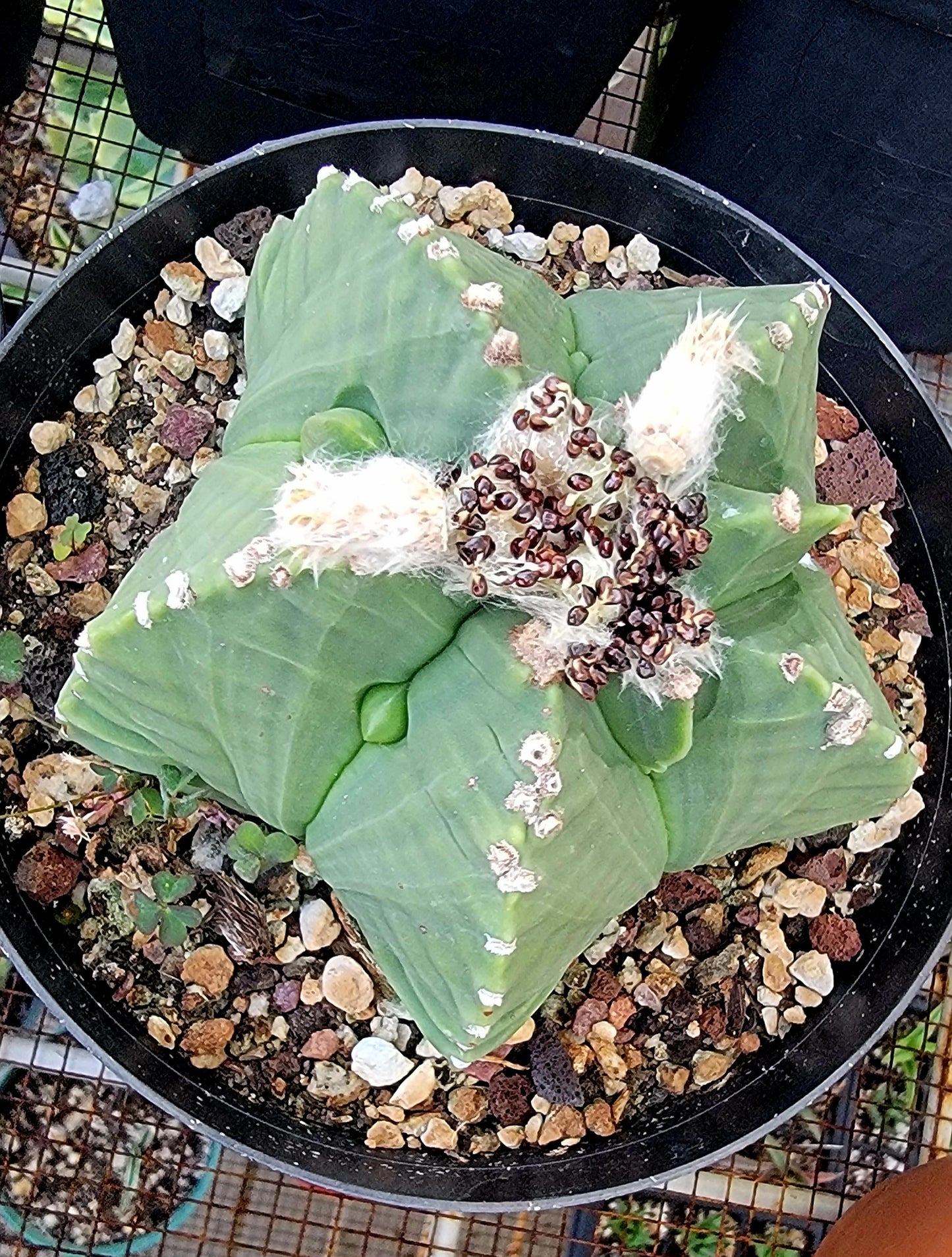 Astrophytum myriostigma cv.kikko nudum - (15 seeds)