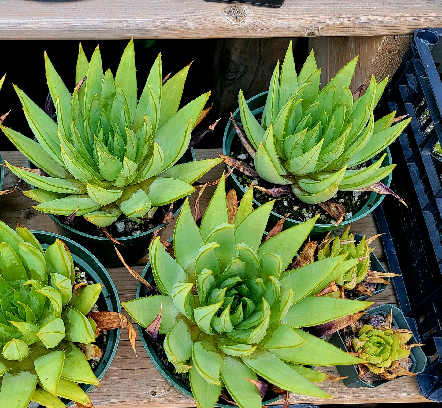 Aloe polyphylla | Spiral Aloe