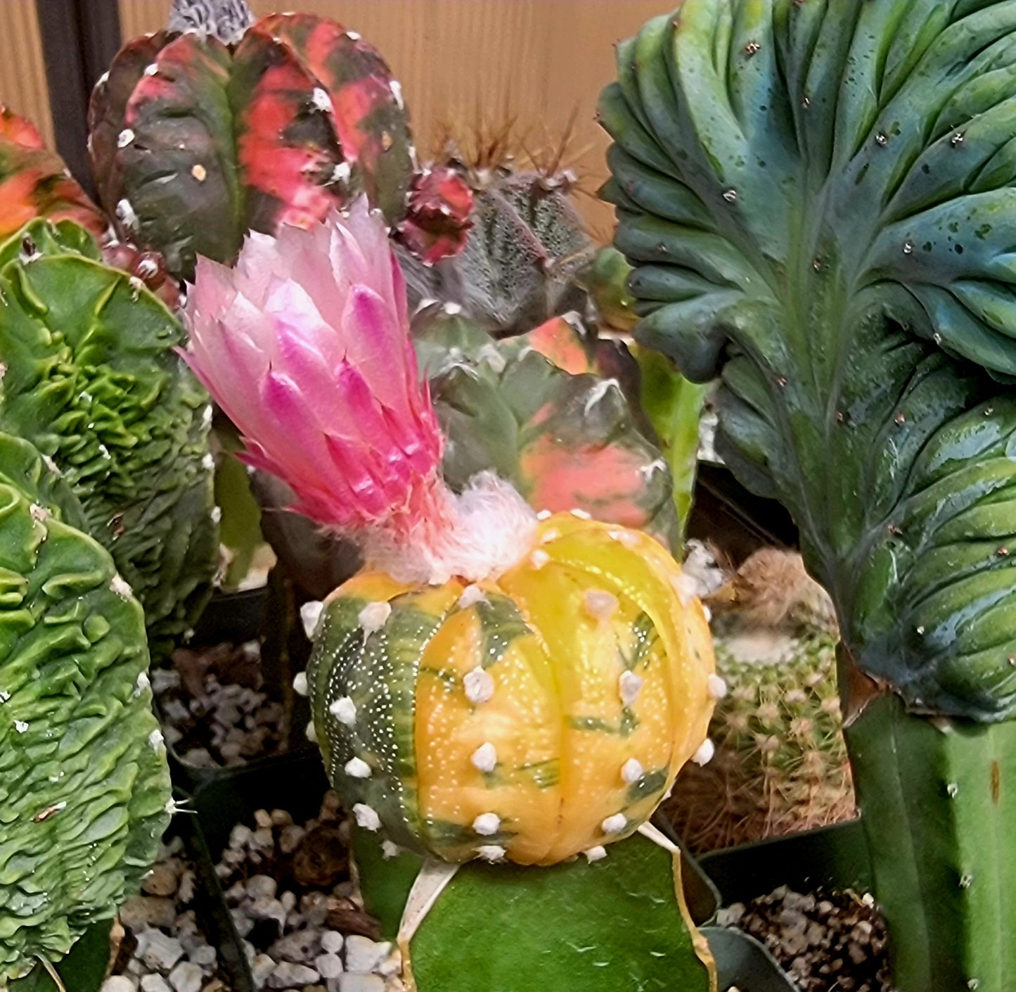 Astrophytum asterias variegata - (15 seeds)