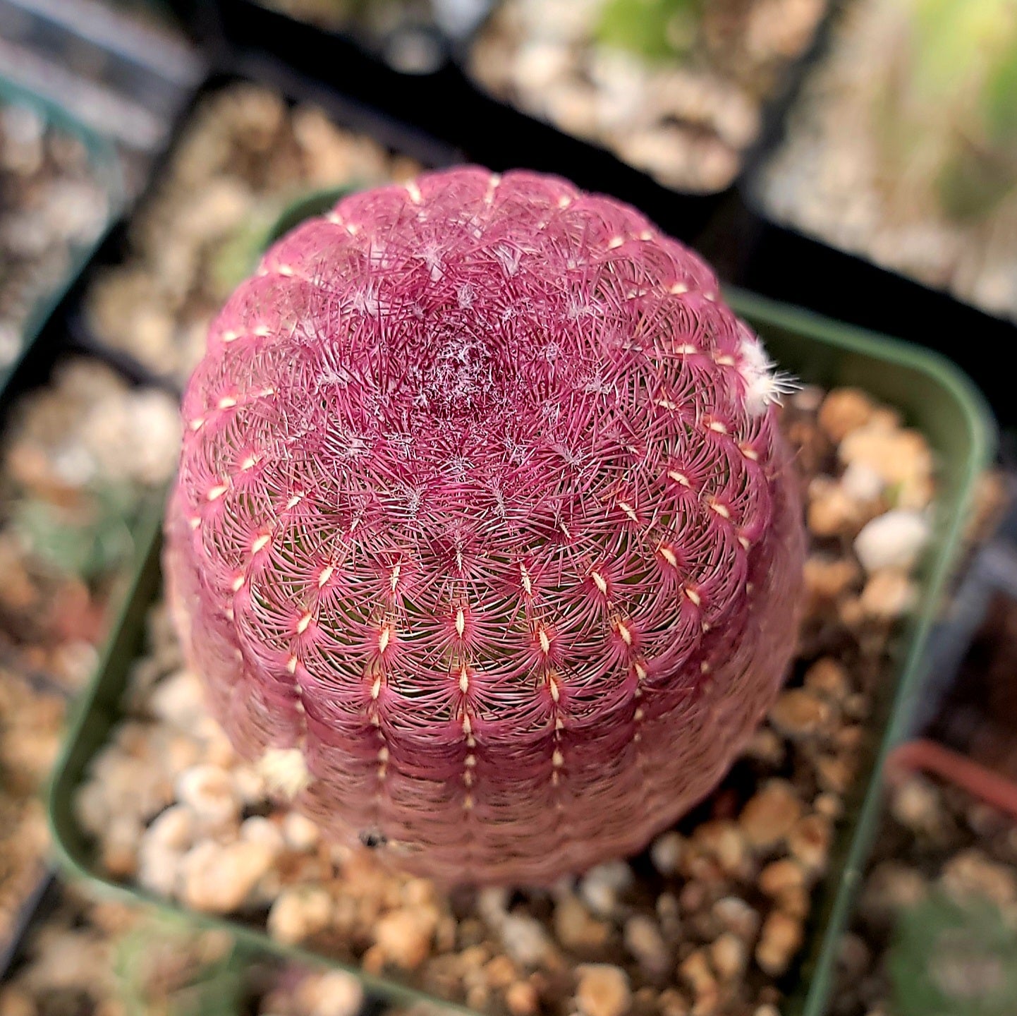 Echinocereus rigidissimus var. rubispinus | Rainbowcactus
