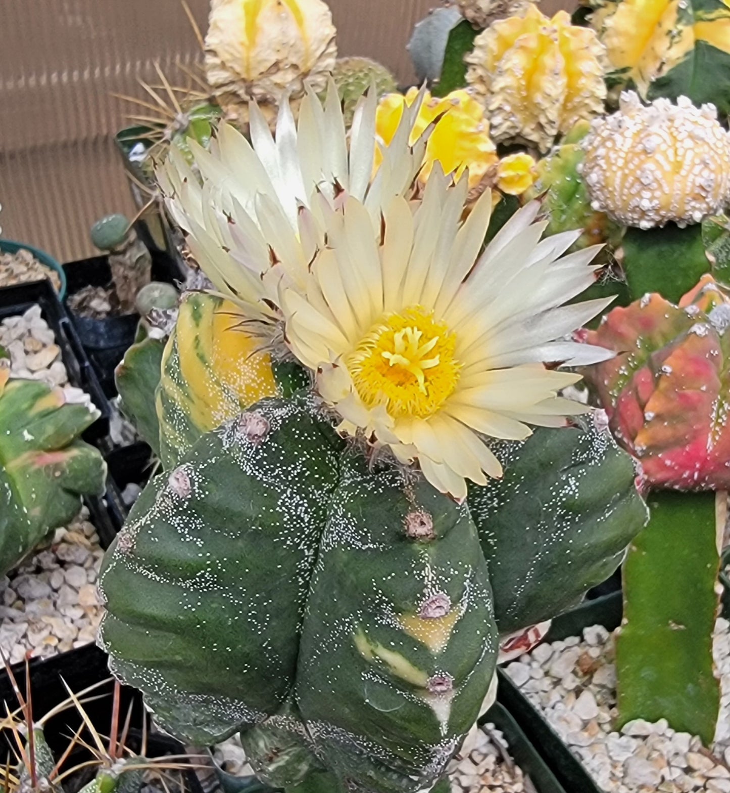 Astrophytum myriostigma cv.kikko nudum Variegata (15 seeds)