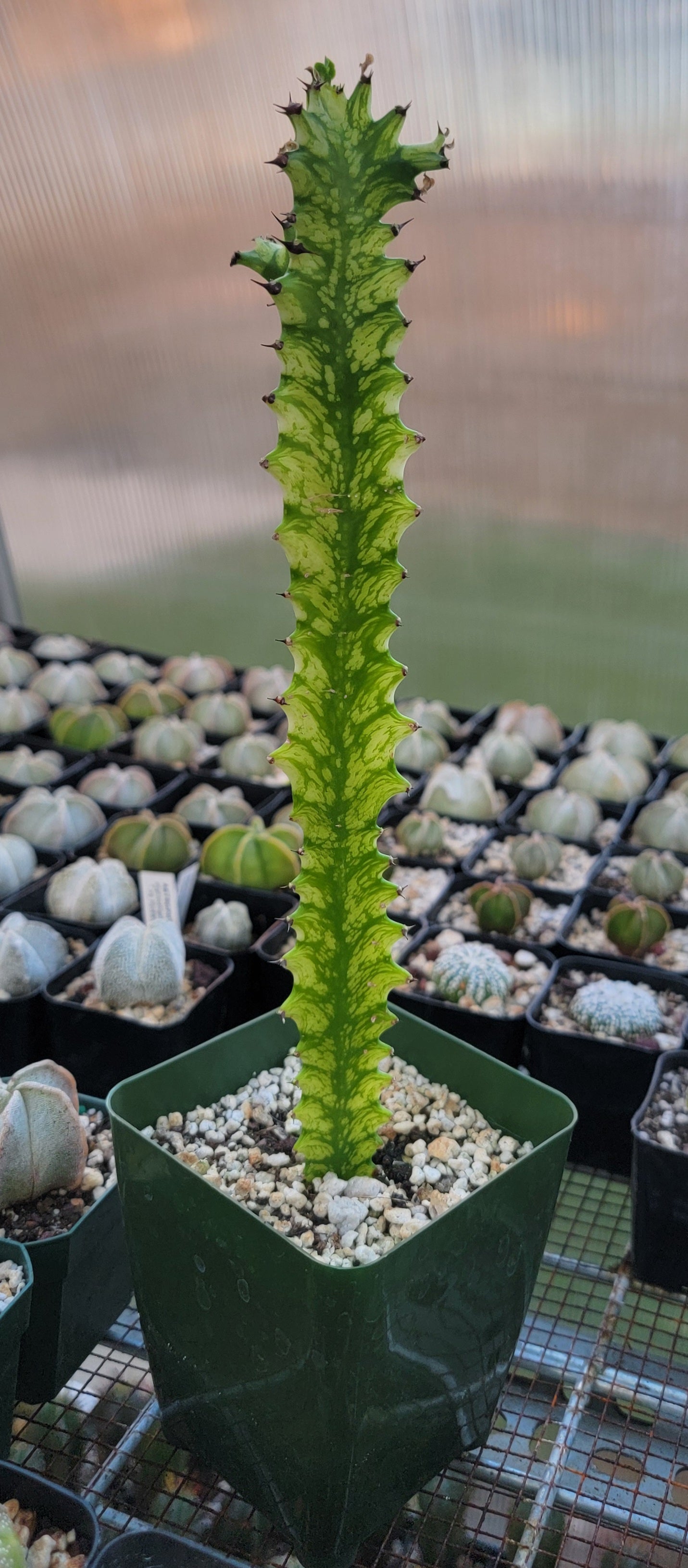 Euphorbia laceii variegated