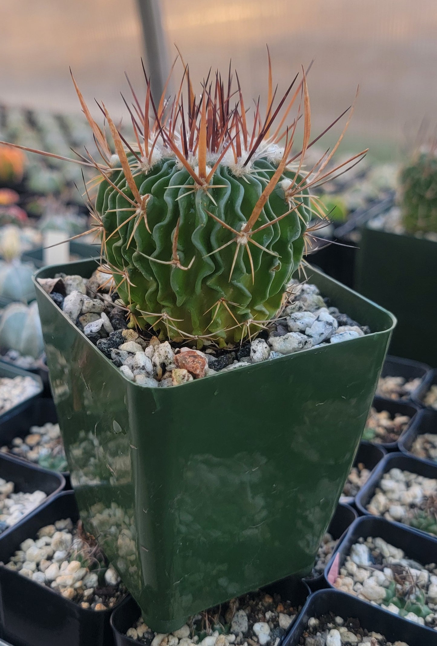Echinofossulocactus crispatus (Live plant)