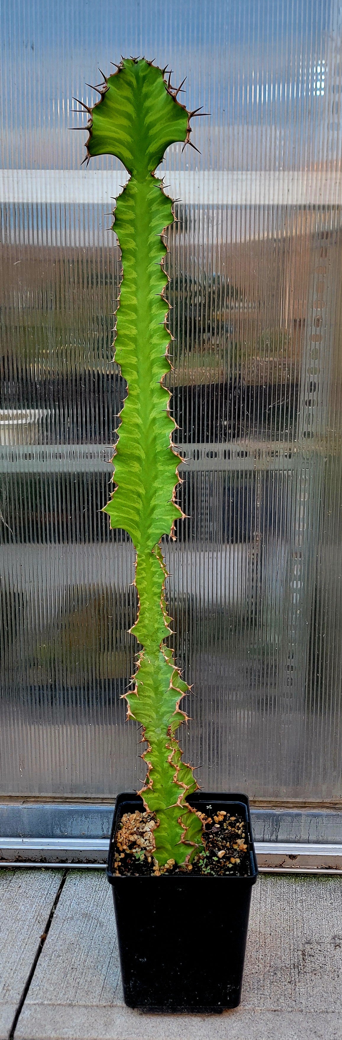 Euphorbia pseudocactus Zig-Zag