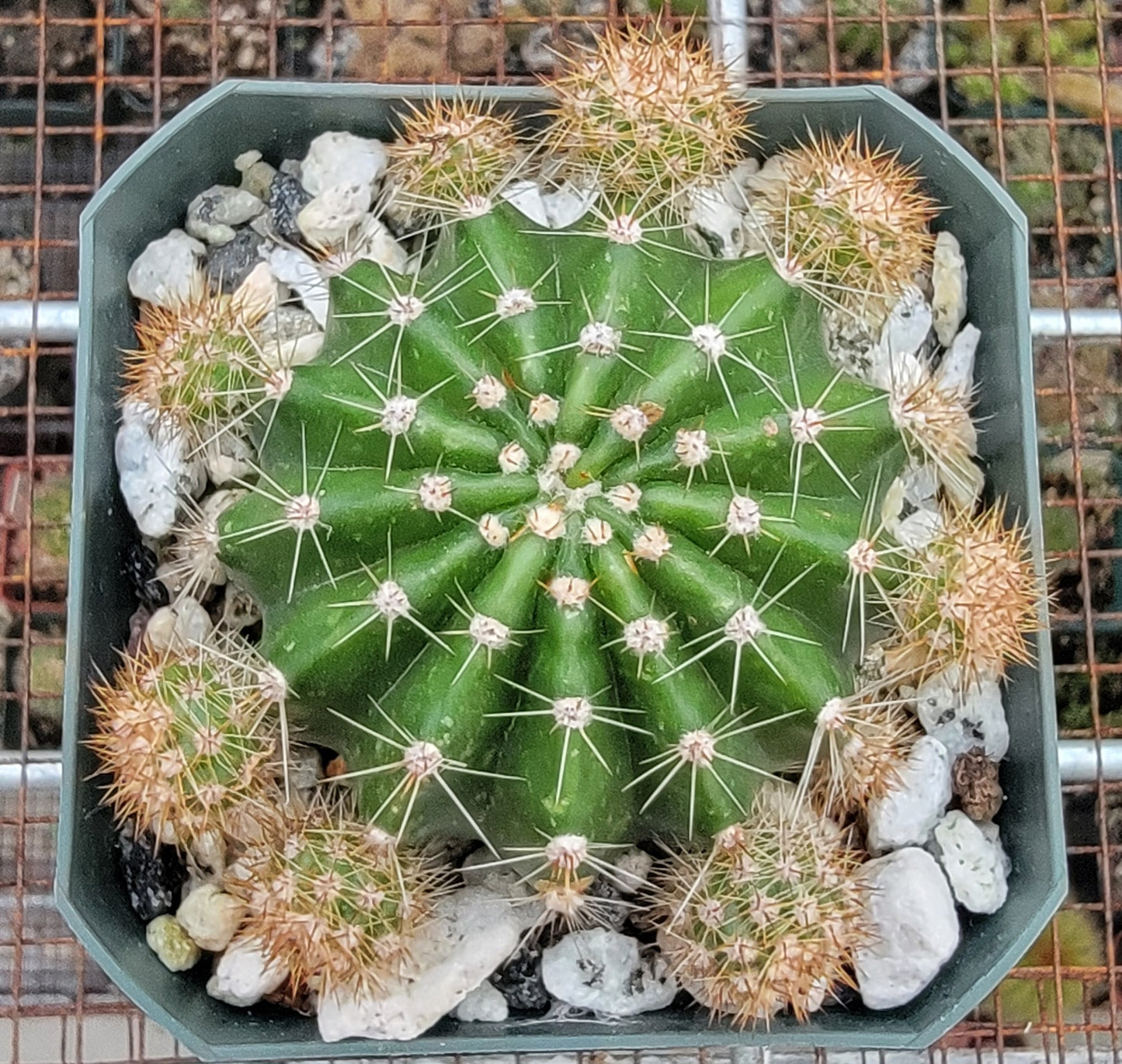 Echinopsis oxygona | Easter Lily Cactus (Live plant)