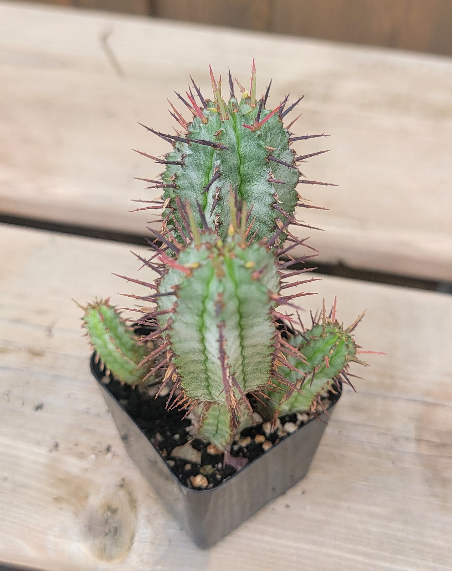 Euphorbia horrida