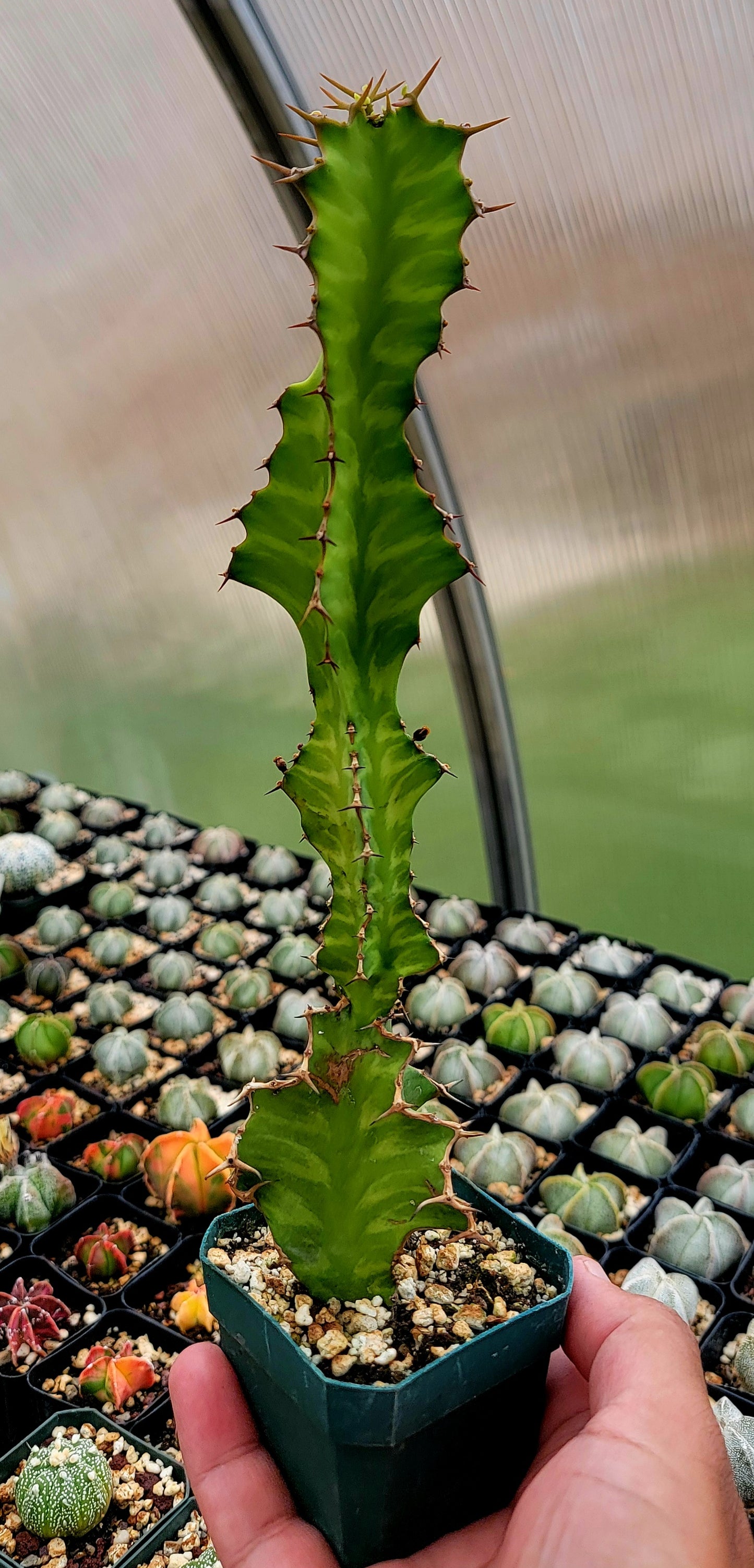 Euphorbia pseudocactus Zig-Zag