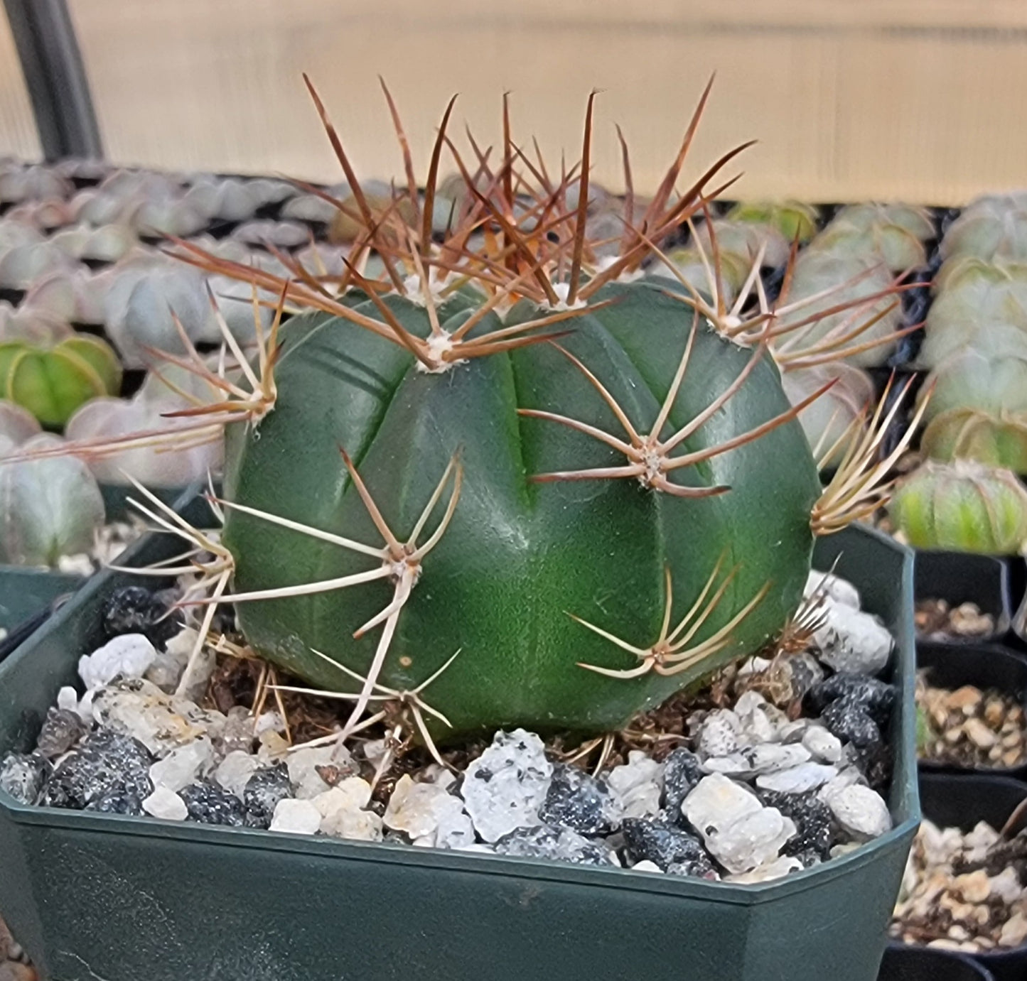 Melocactus concinnus (Live Plant)