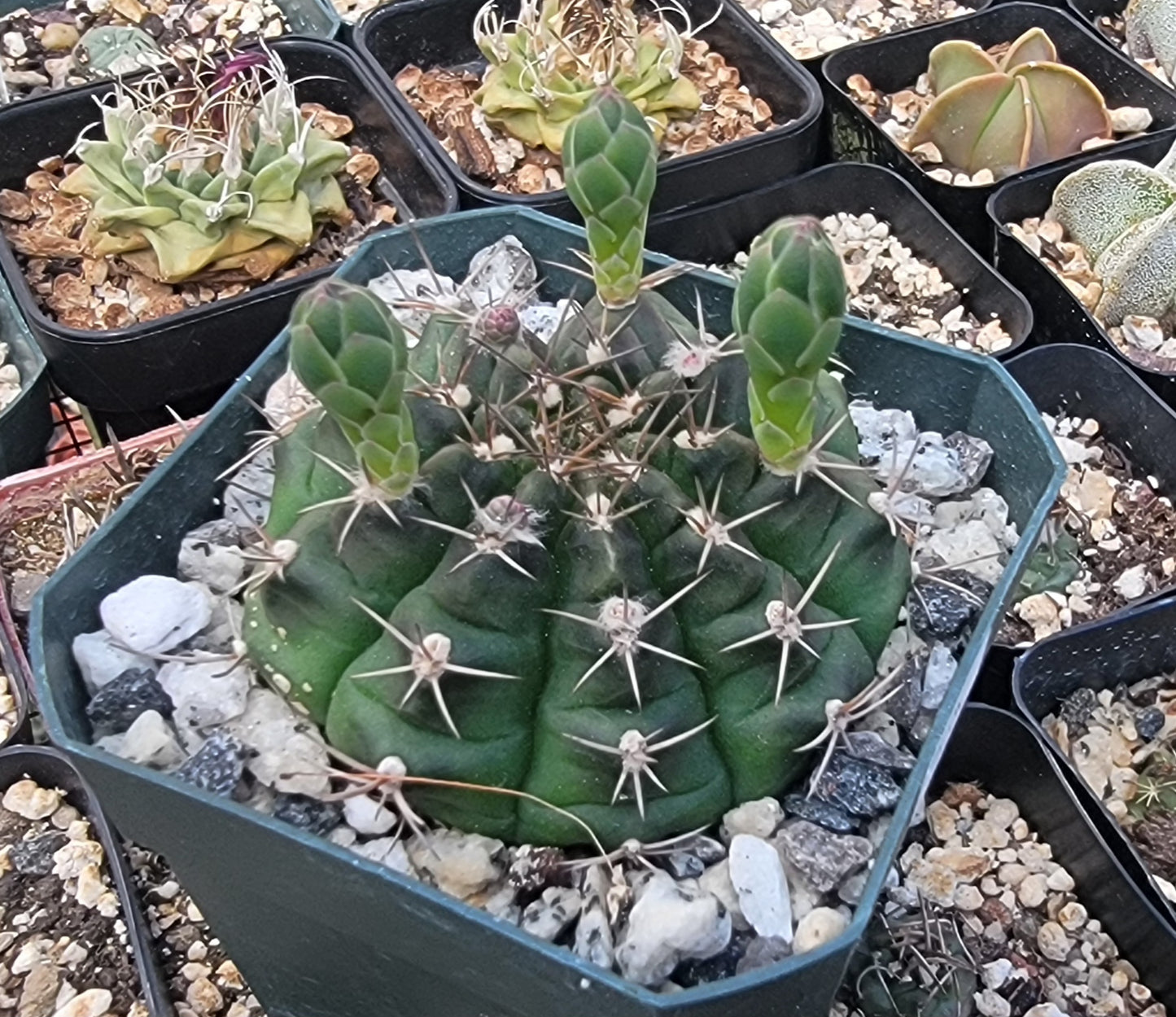 Gymnocalycium damsii (Live Plant)