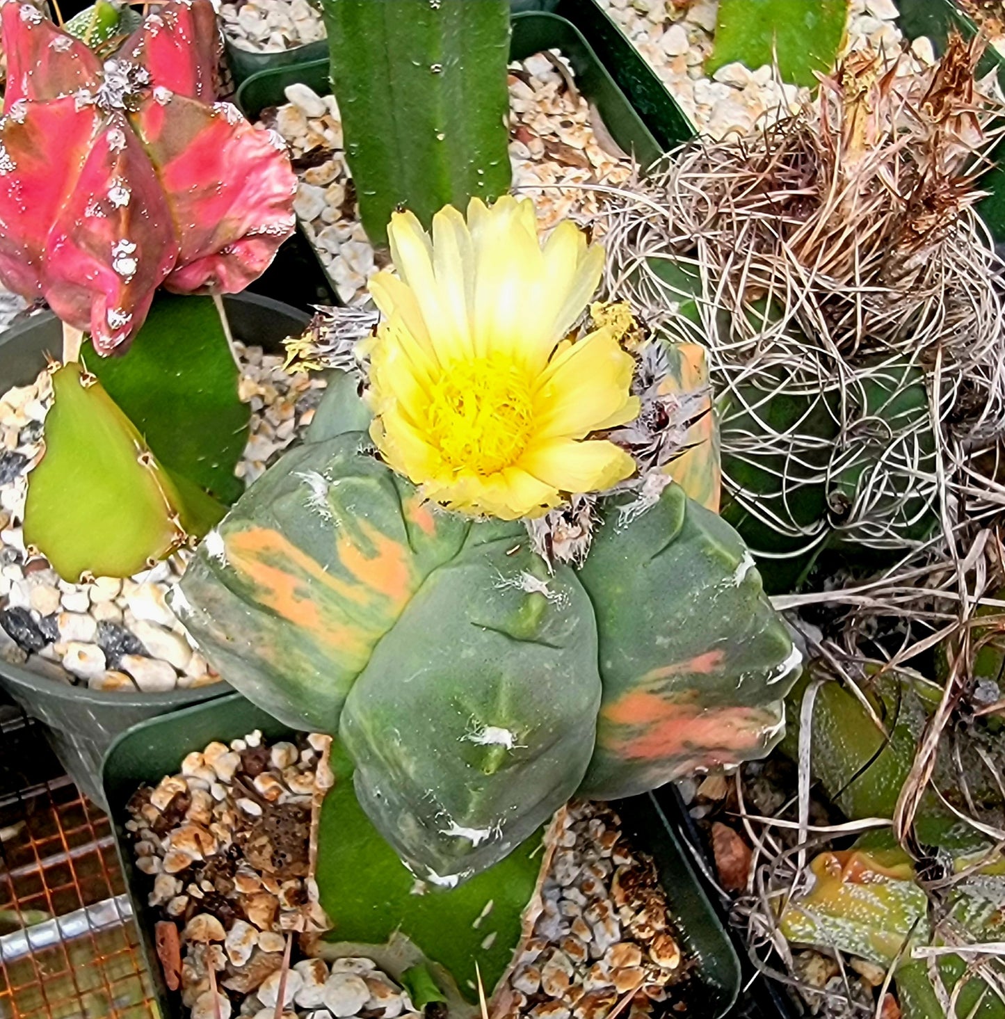 Astrophytum myriostigma cv.kikko nudum Variegata (15 seeds)