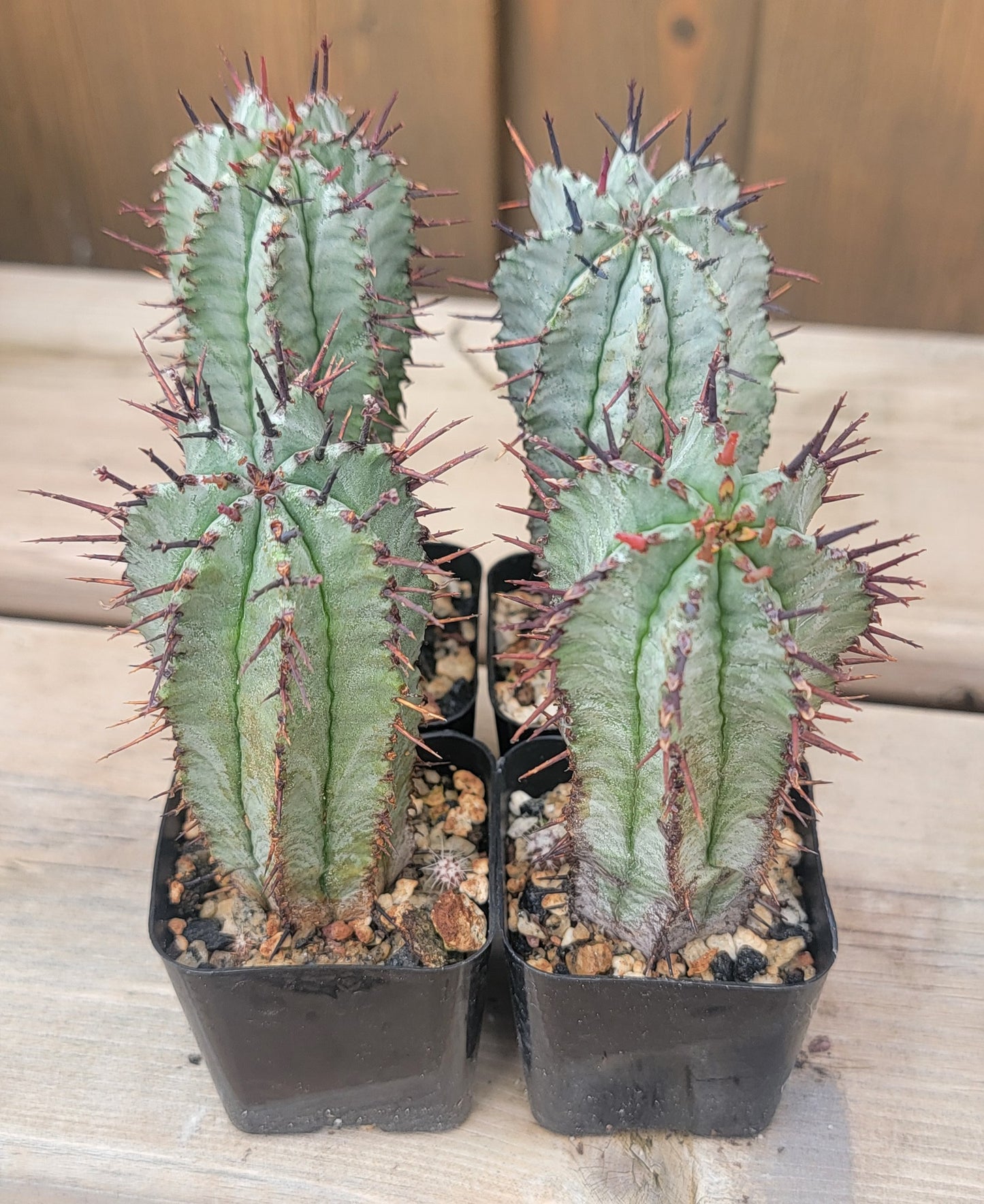 Euphorbia horrida