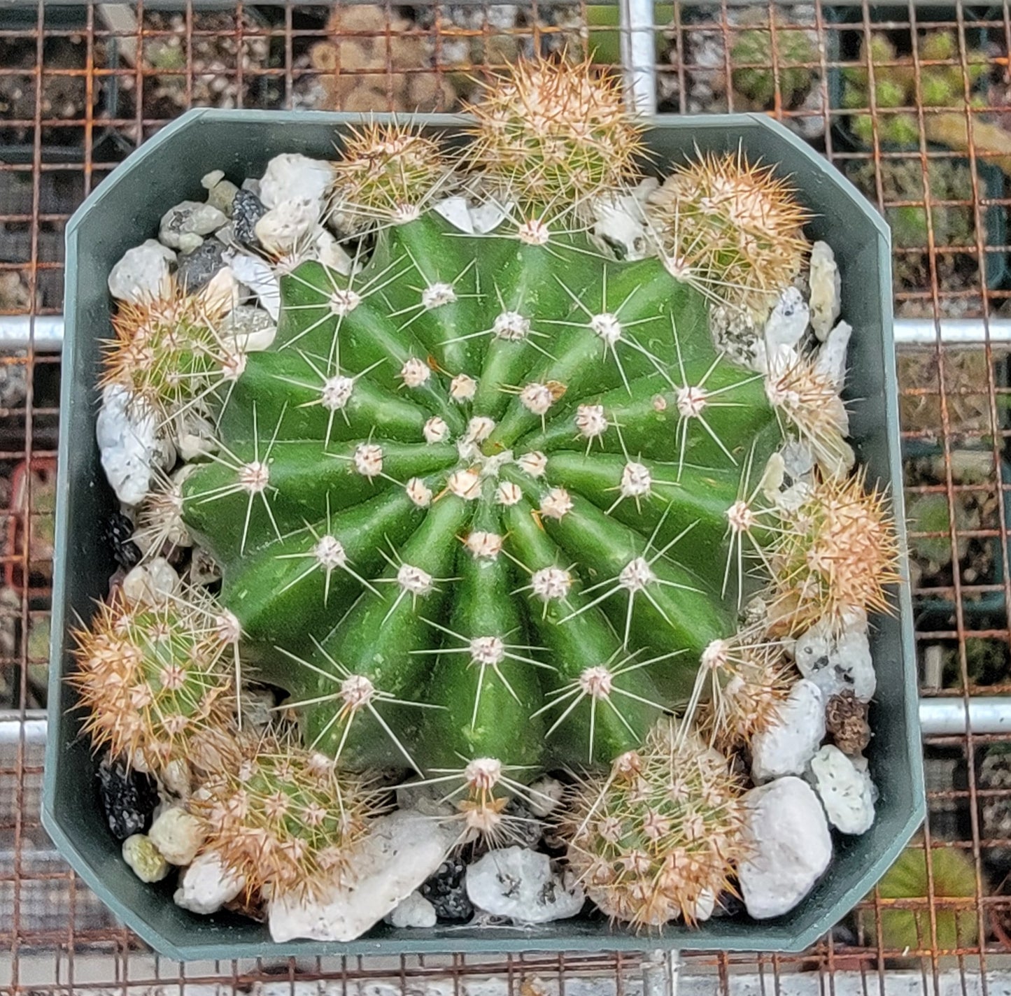 Echinopsis oxygona | Easter Lily Cactus (Live plant)