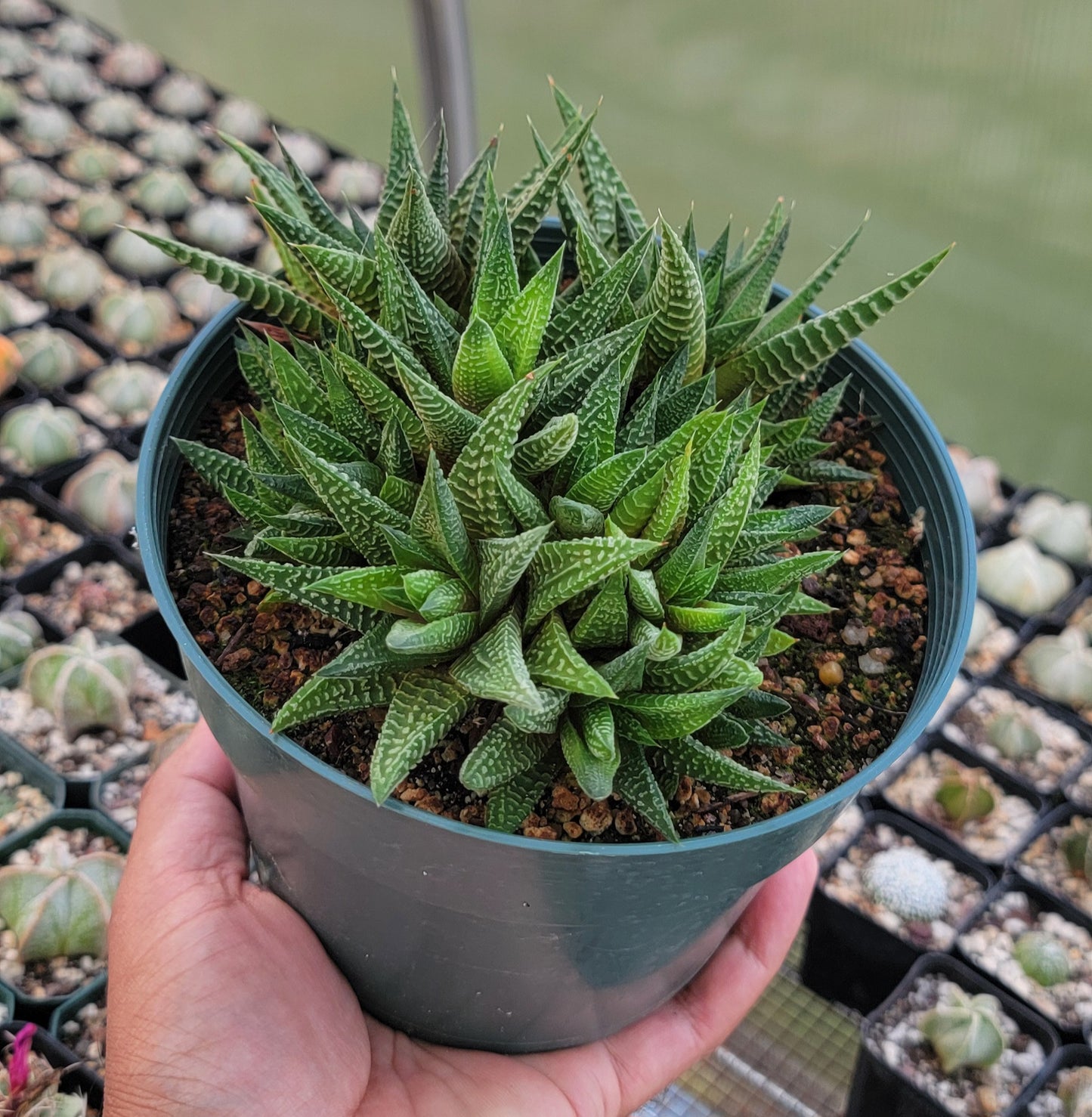 Haworthia limifolia|clumps