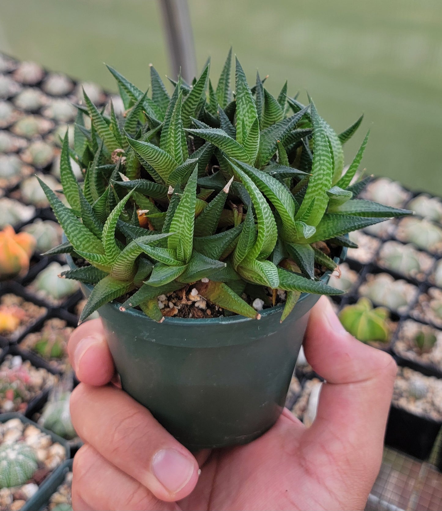 Haworthia limifolia|clumps