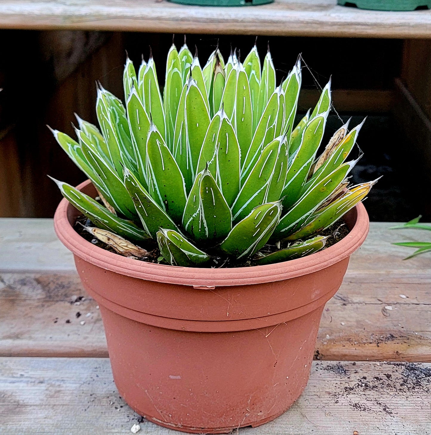Agave Victoria-reginae